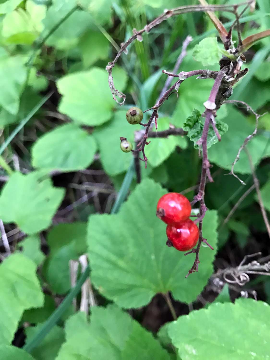 Swamp Red Currant – Ribes triste