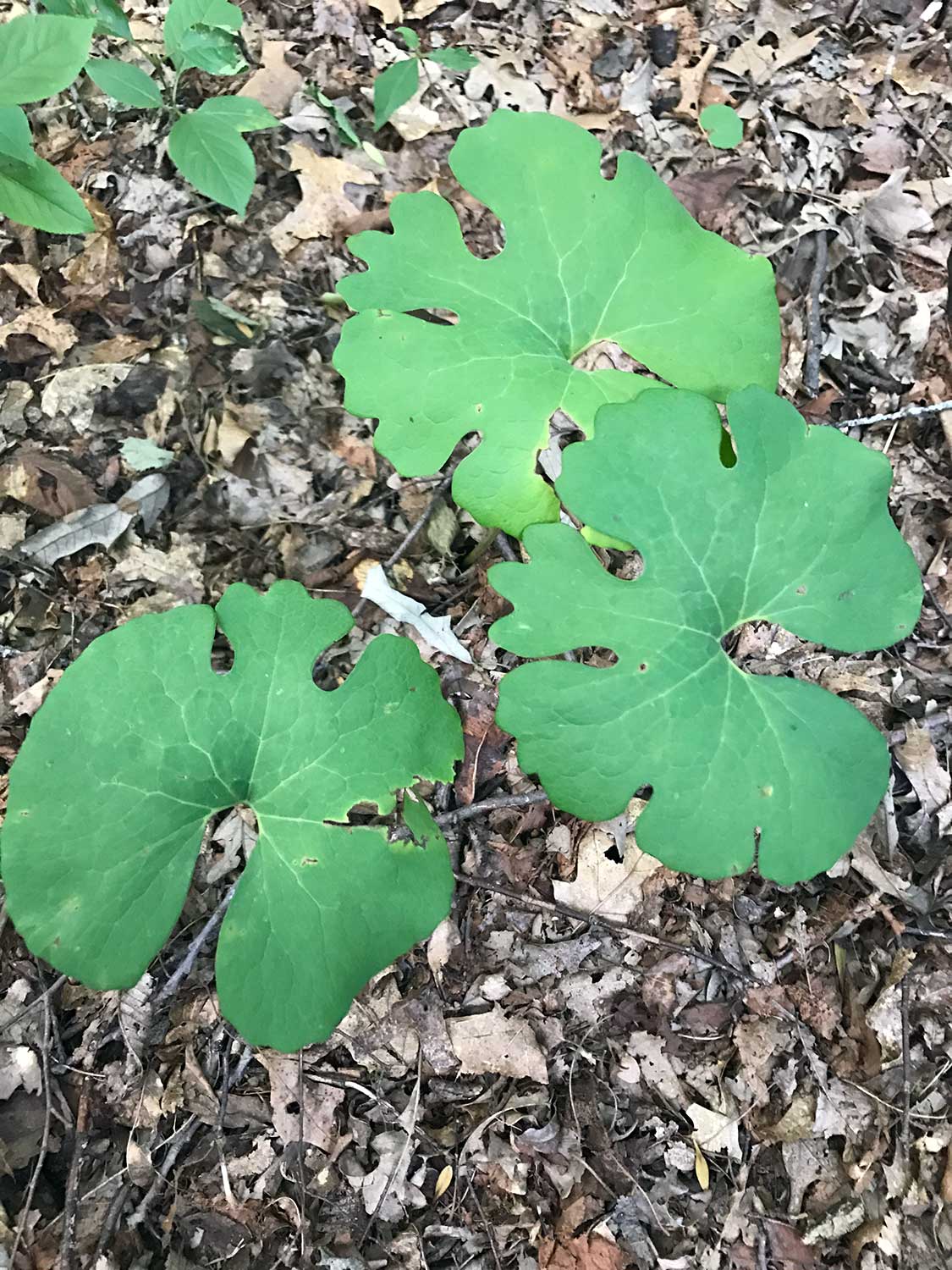 Bloodroot – Sanguinaria canadensis