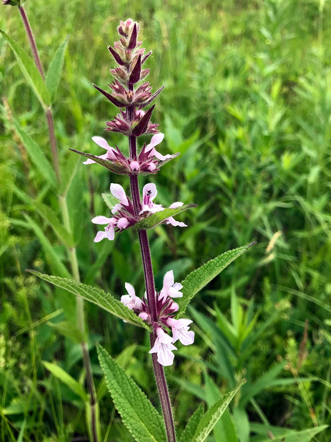 Marsh Hedge Nettle – Stachys palustris