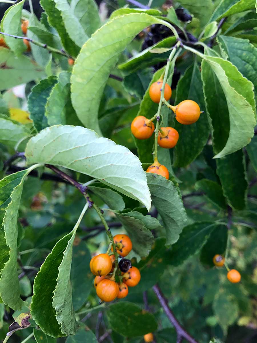 American Bittersweet – Celastrus scandens