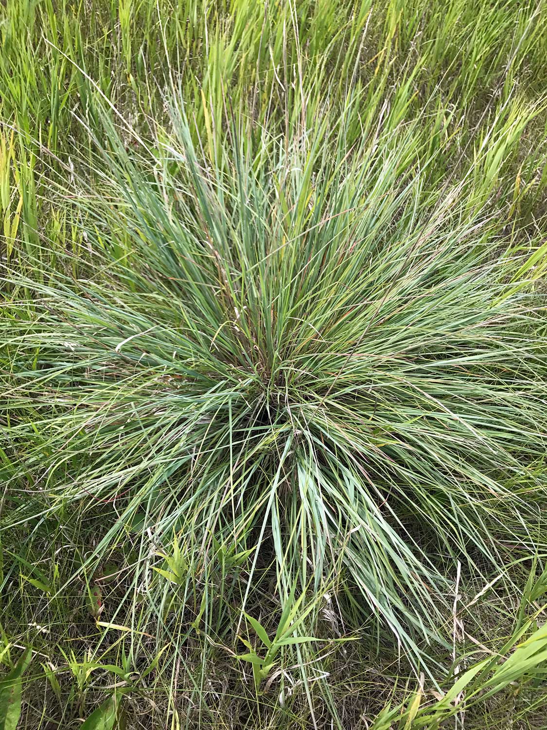 Little Blue Stem – Schizachyrium scoparium