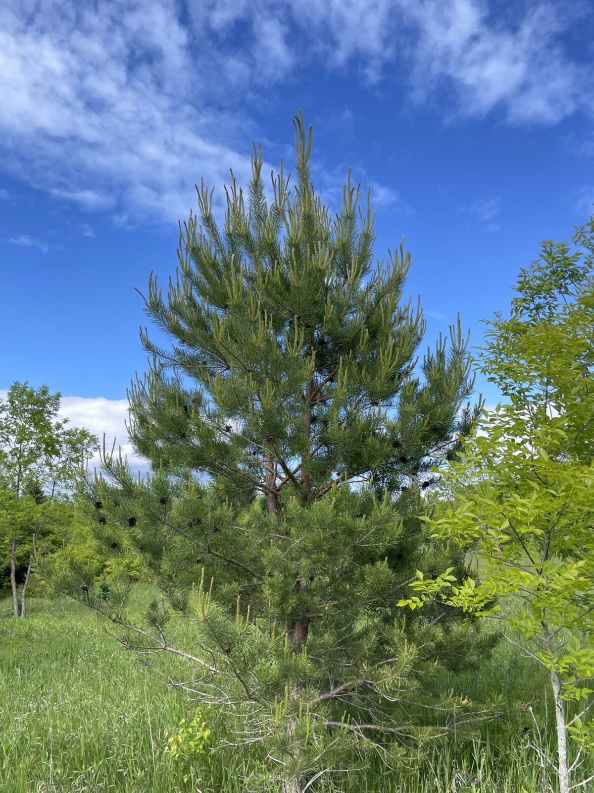 Scotch Pine – Pinus sylvestris