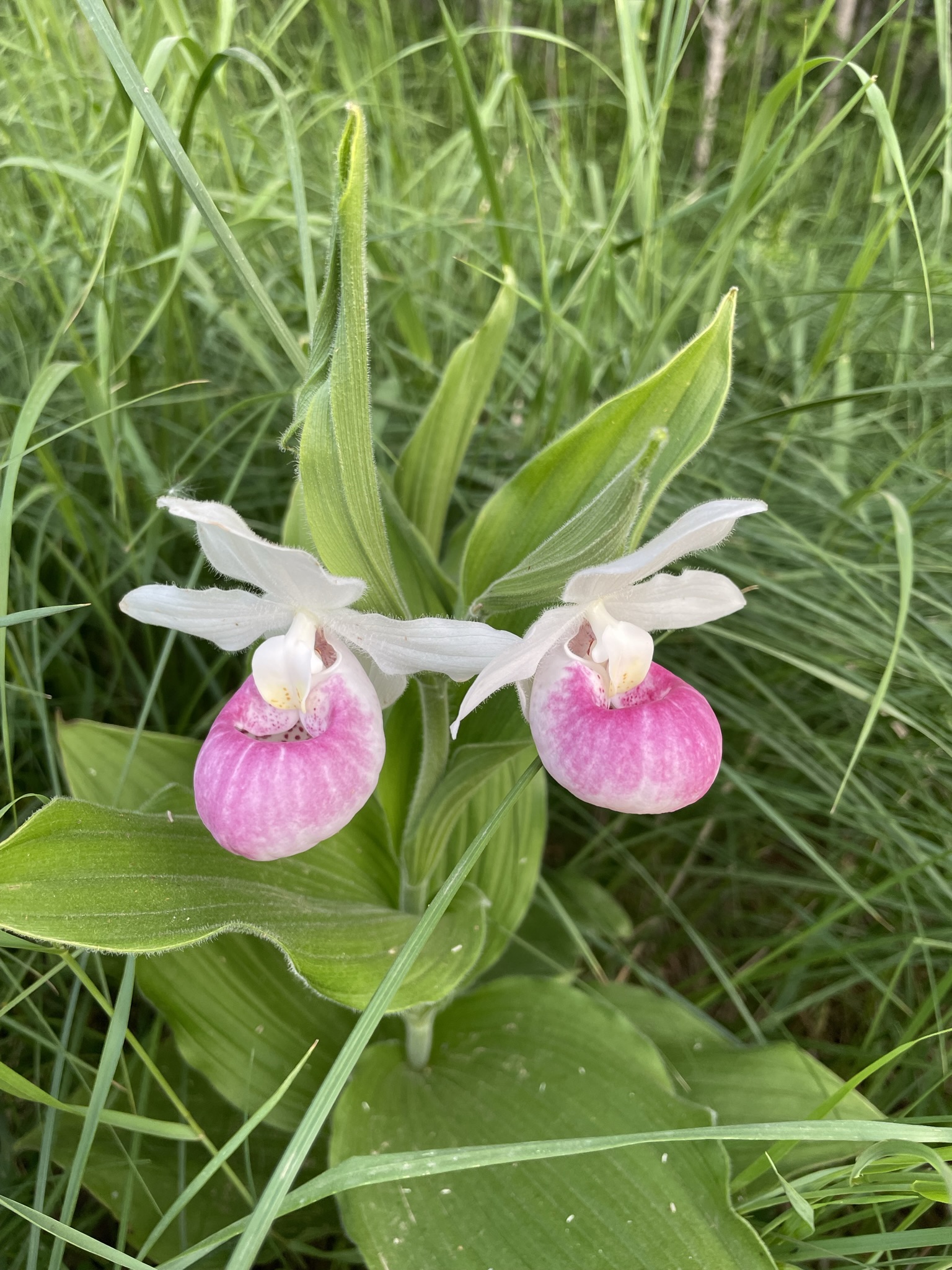 Showy Lady’s Slipper – Cypripedium reginae