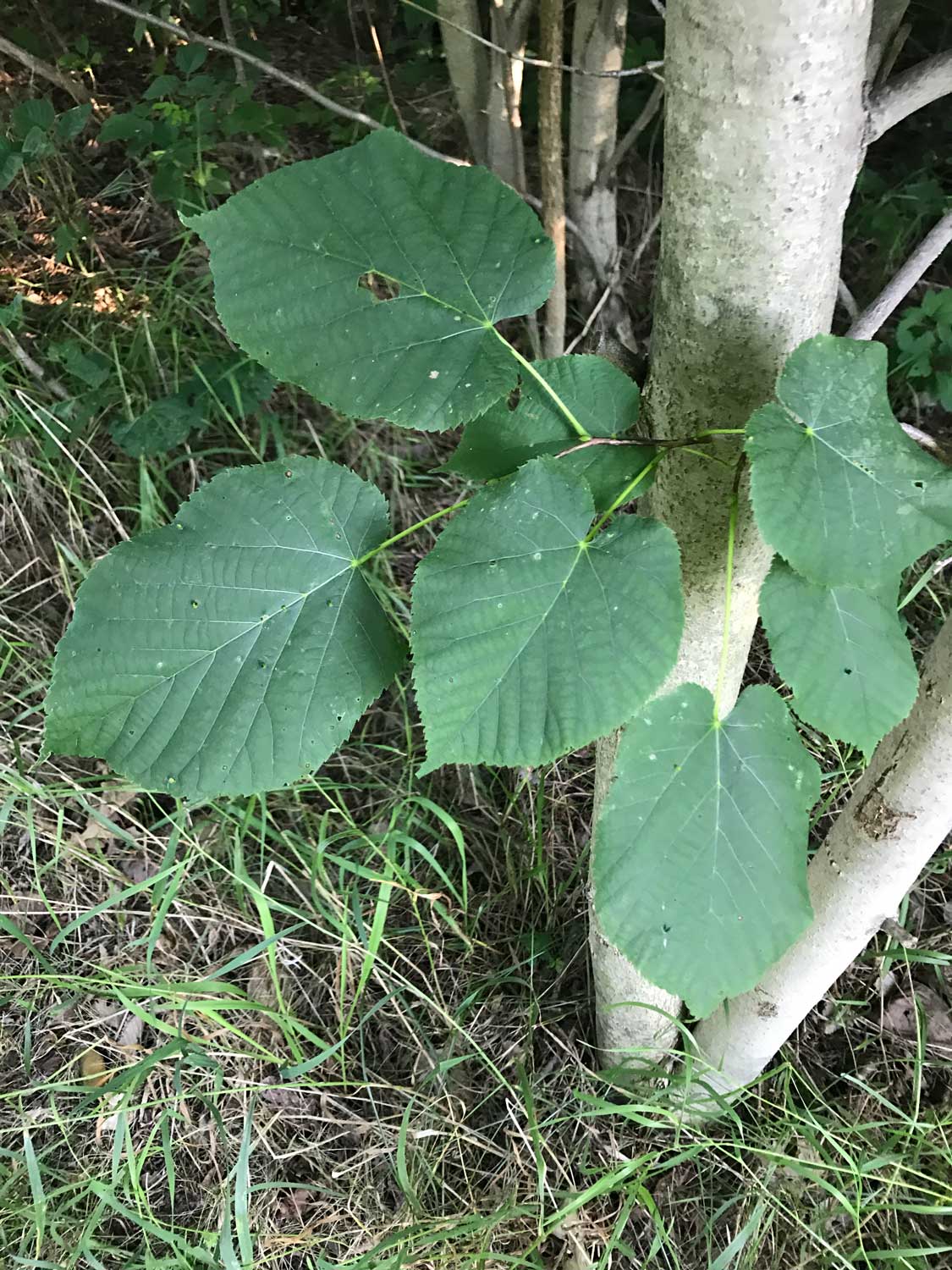 American Basswood – Tilia americana