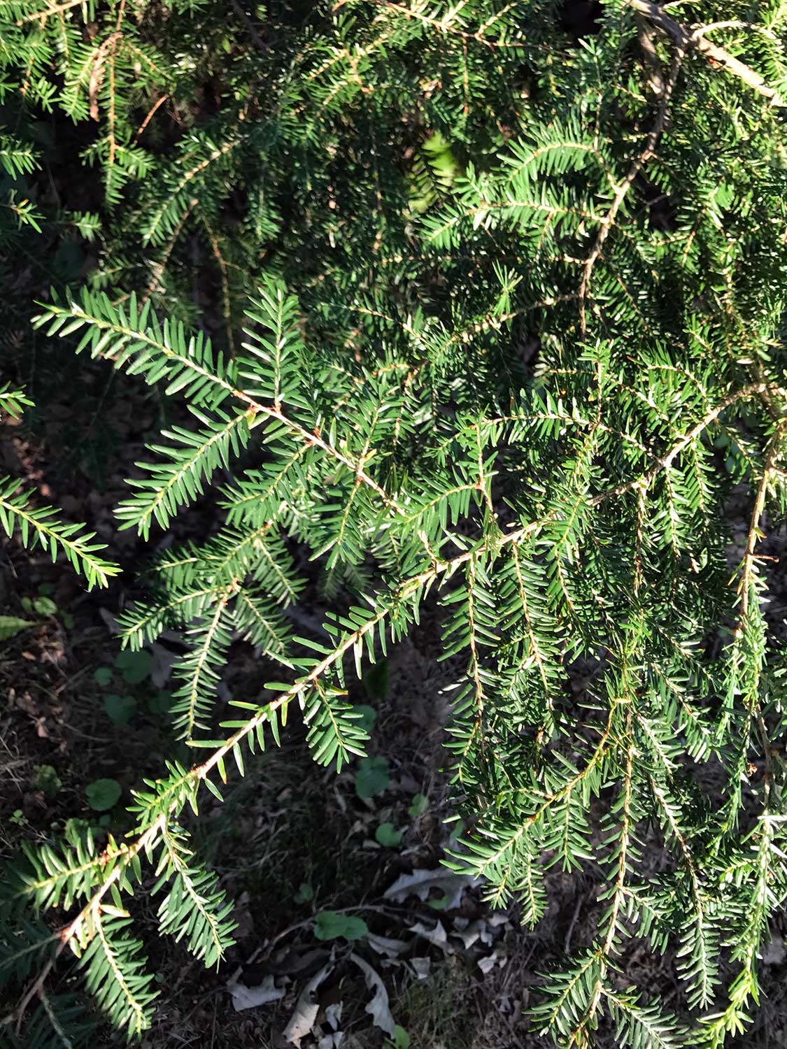 Eastern Hemlock – Tsuga canadensis