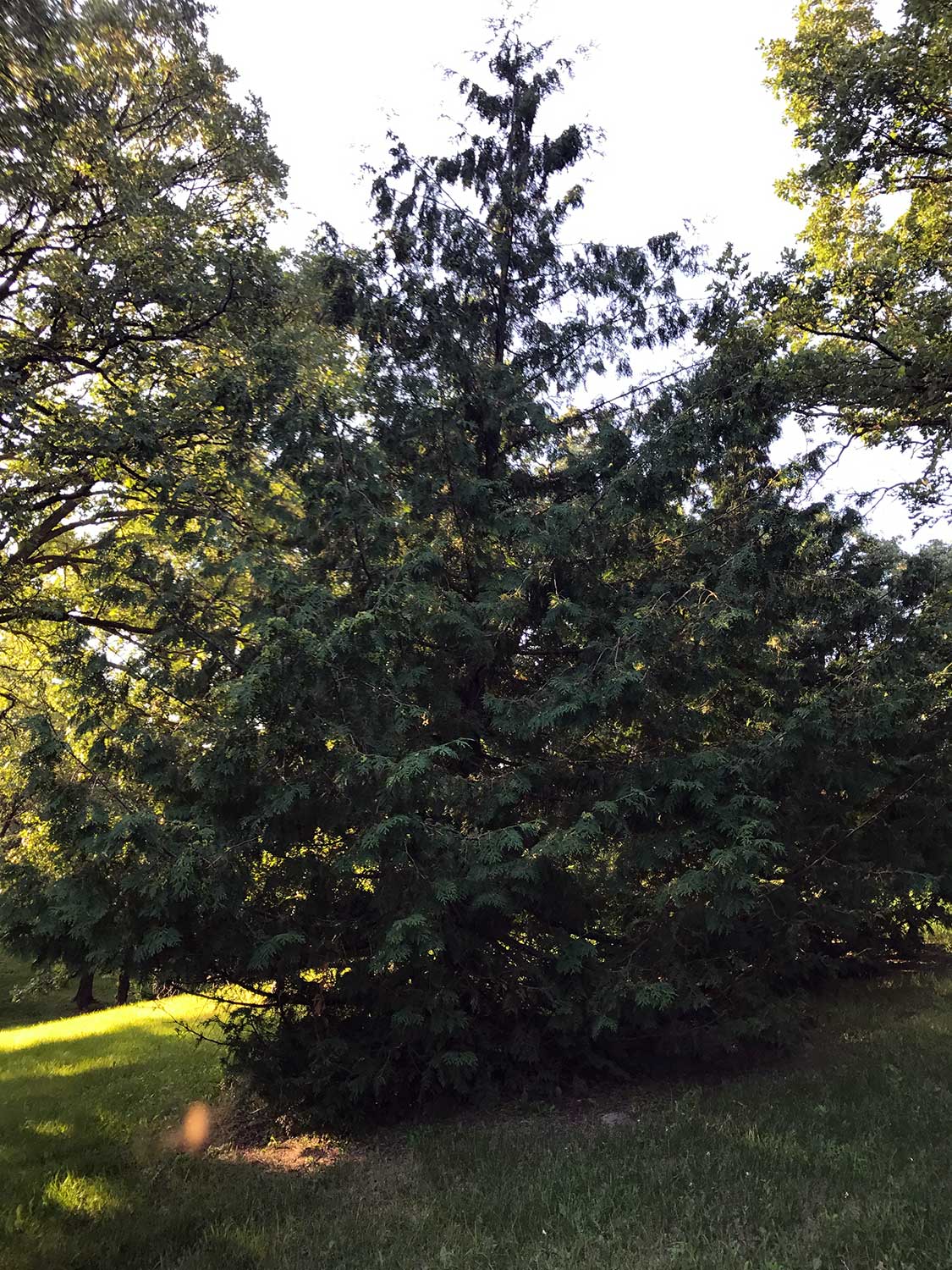 Arbor Vitae – Thuja occidentalis