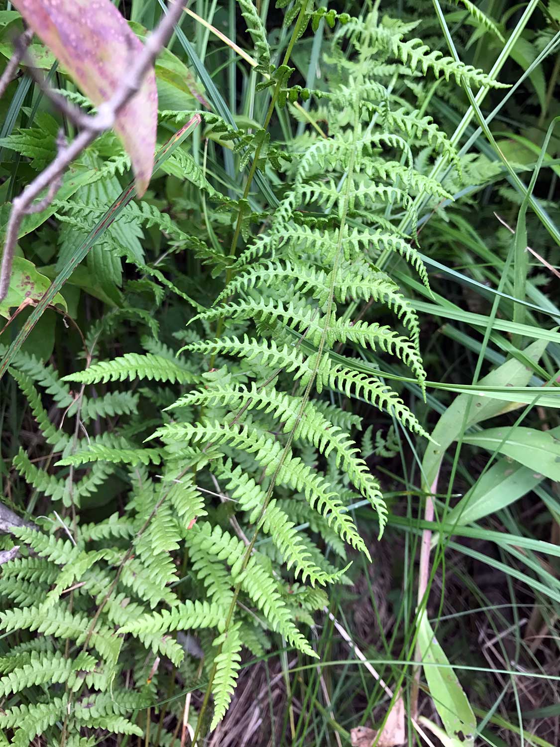 Northern Marsh Fern – Thelypteris palustris