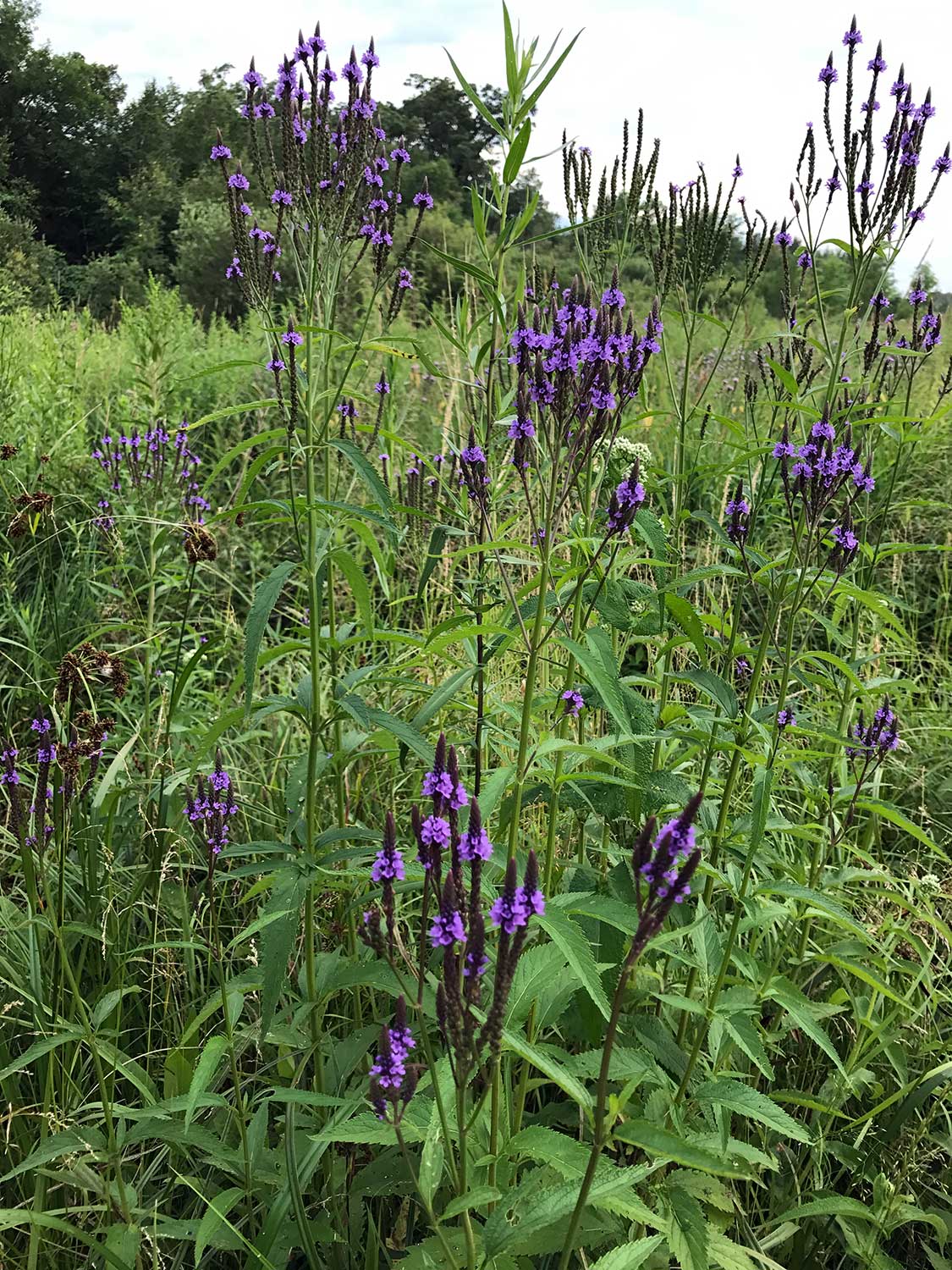 Blue Vervain – Verbena hastata