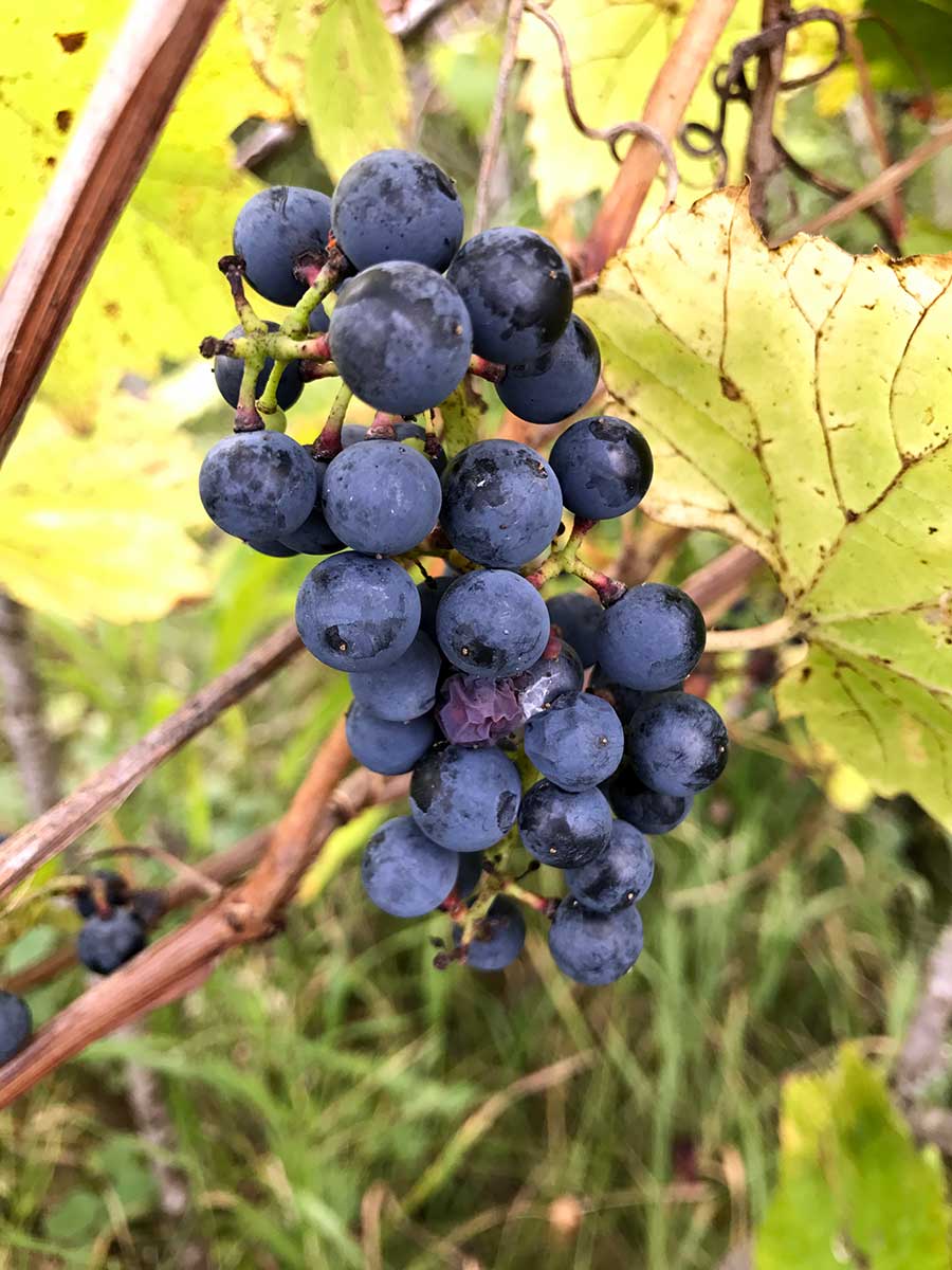 Riverbank Grape – Vitis riparia