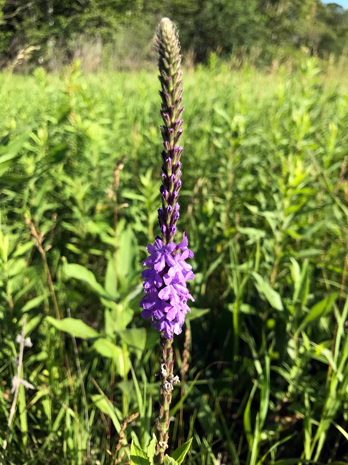 Hoary Vervain – Verbena stricta