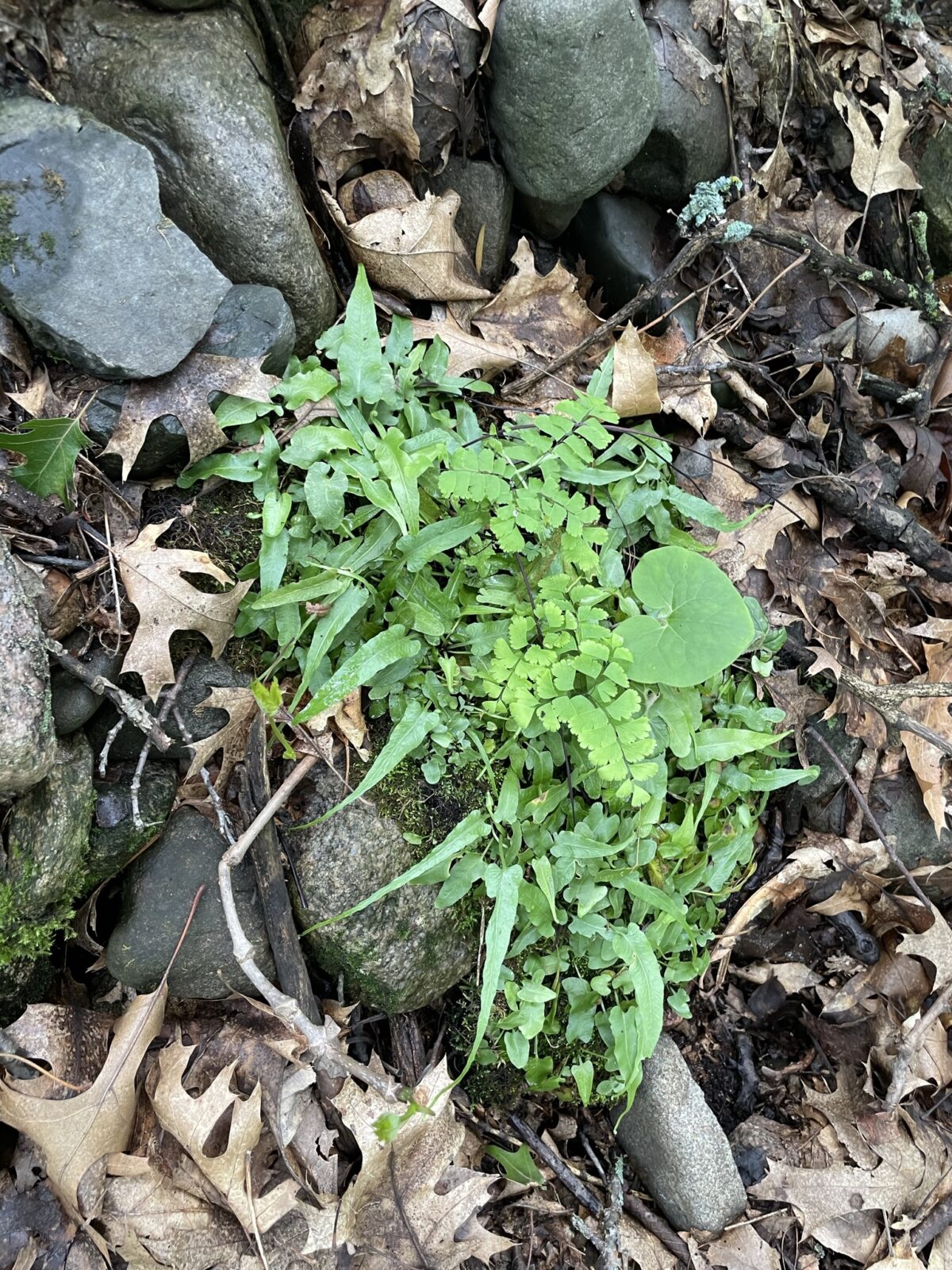 Walking Fern – Asplenium rhizophyllum