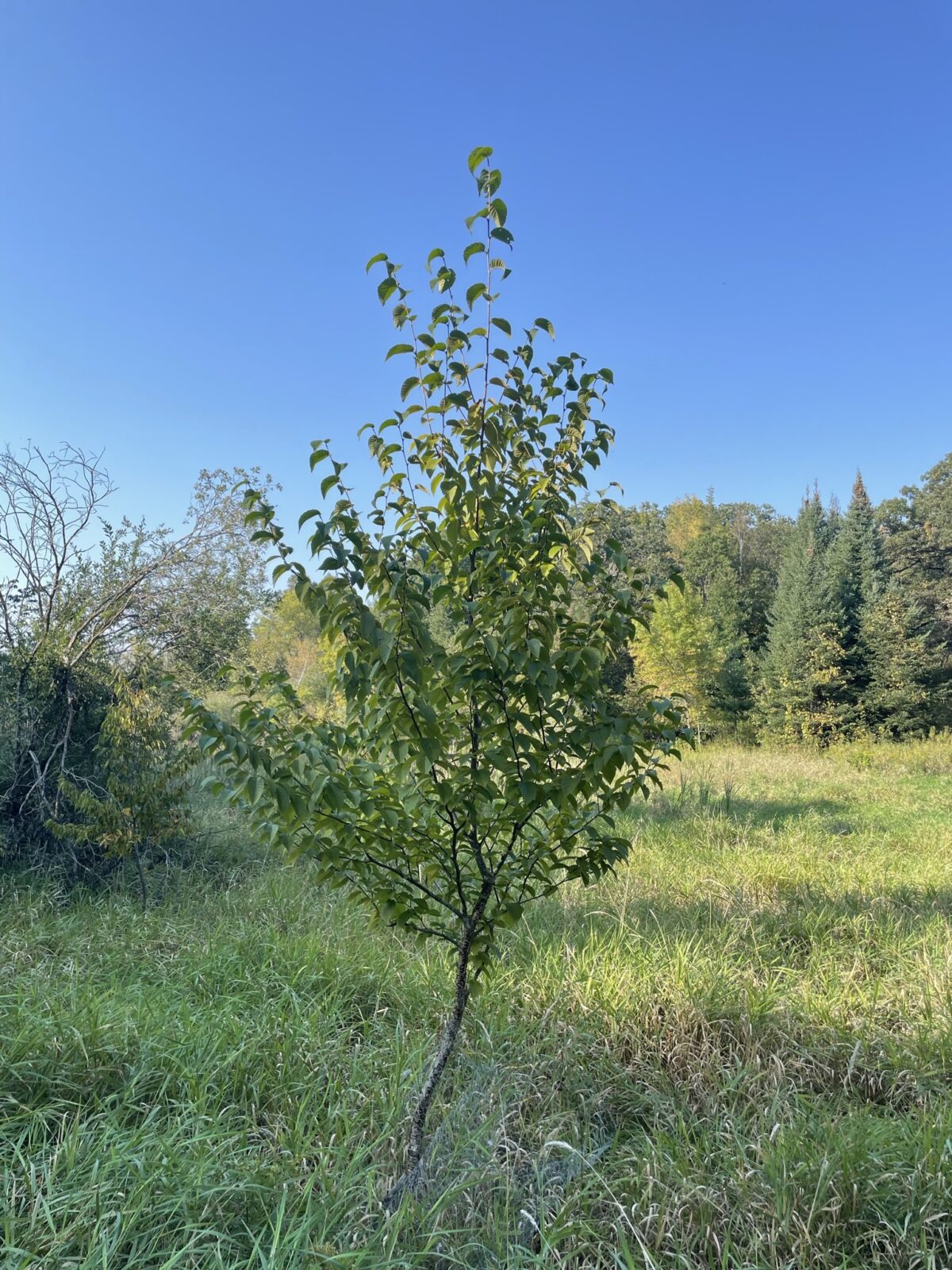 Yellow Birch – Betula alleghaniensis