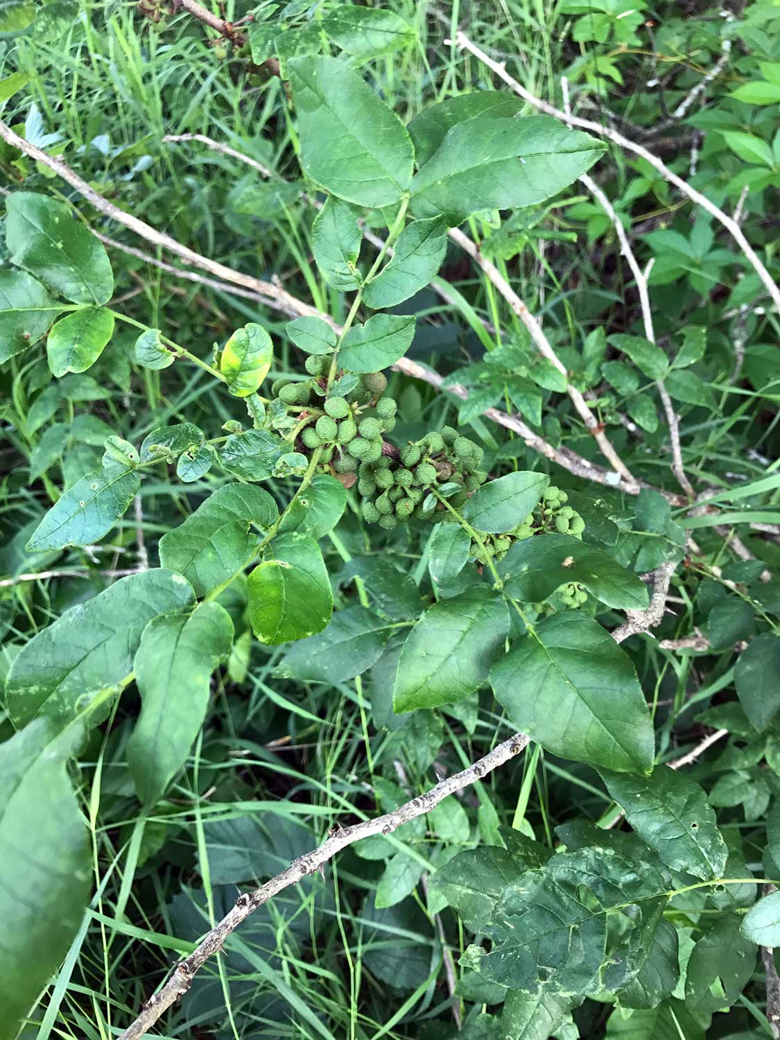 Prickly Ash – Zanthoxylum americanum