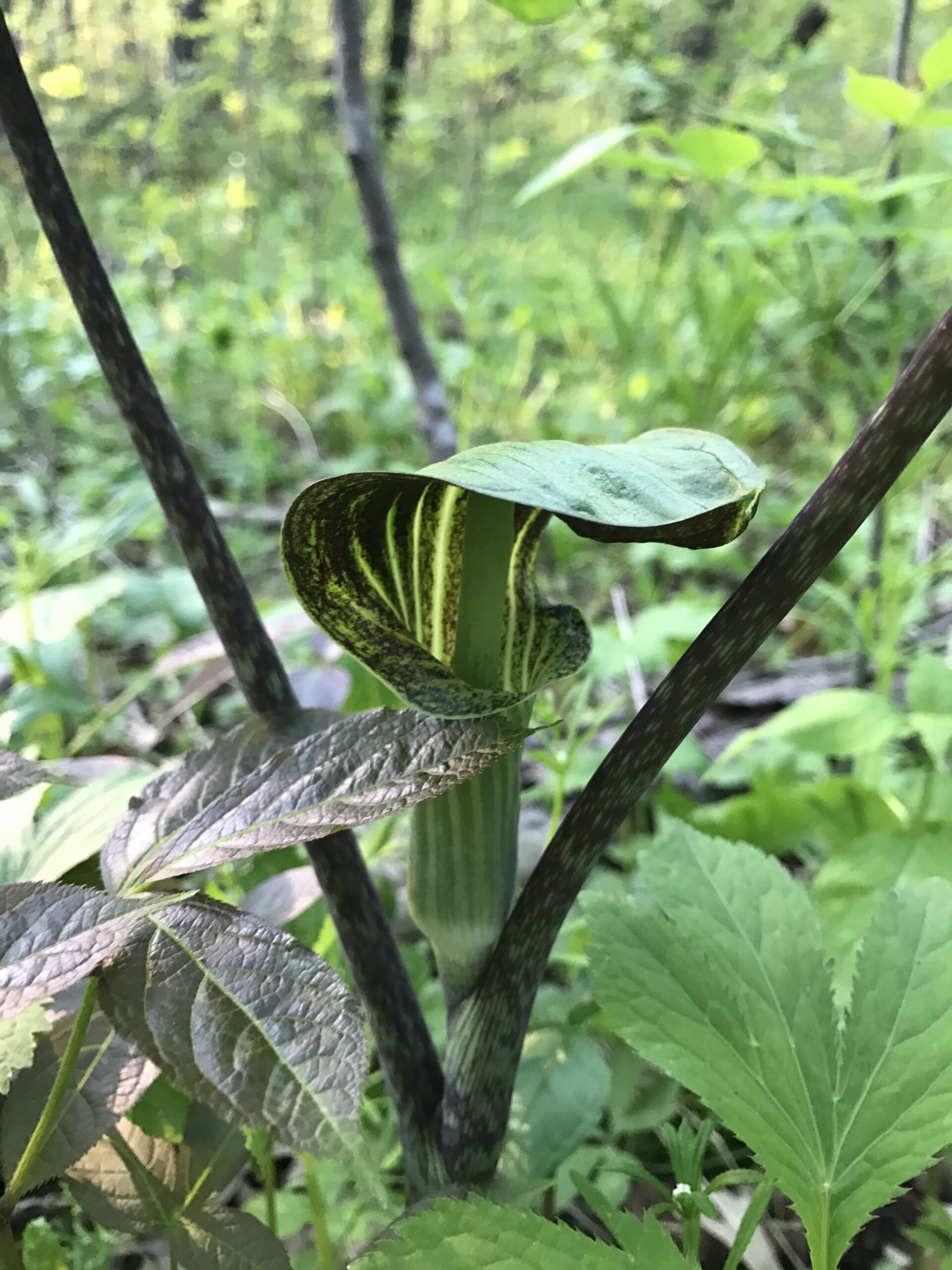 Jack-in-the-Pulpit – Arisaema triphyllum