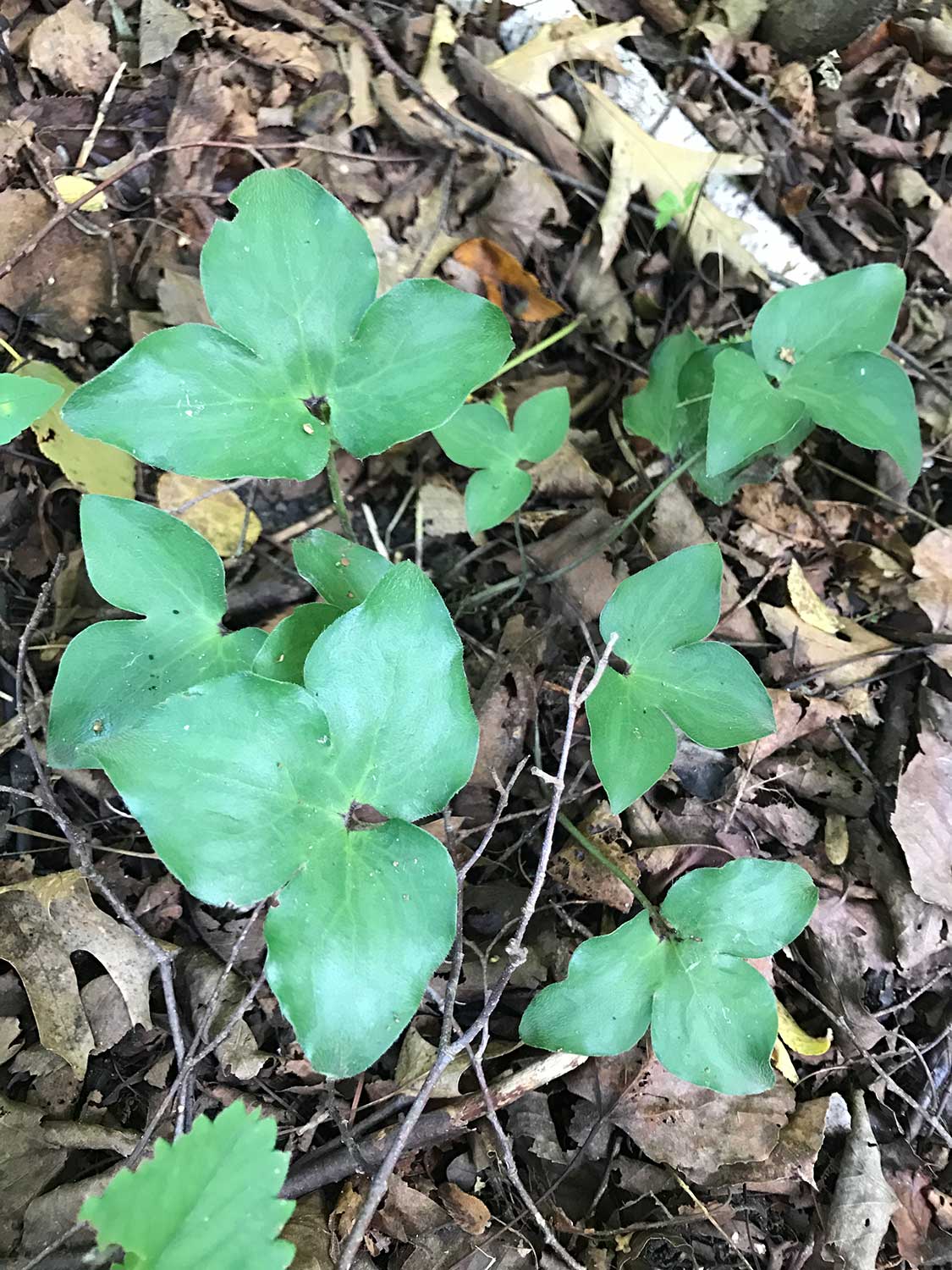 Sharp-Lobed Hepatica – Anemone acutiloba