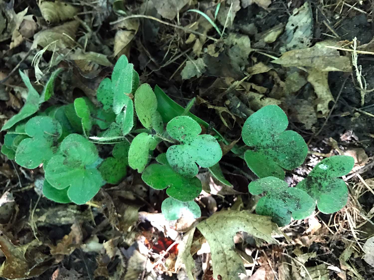 Round-Lobed Hepatica – Anemone americana