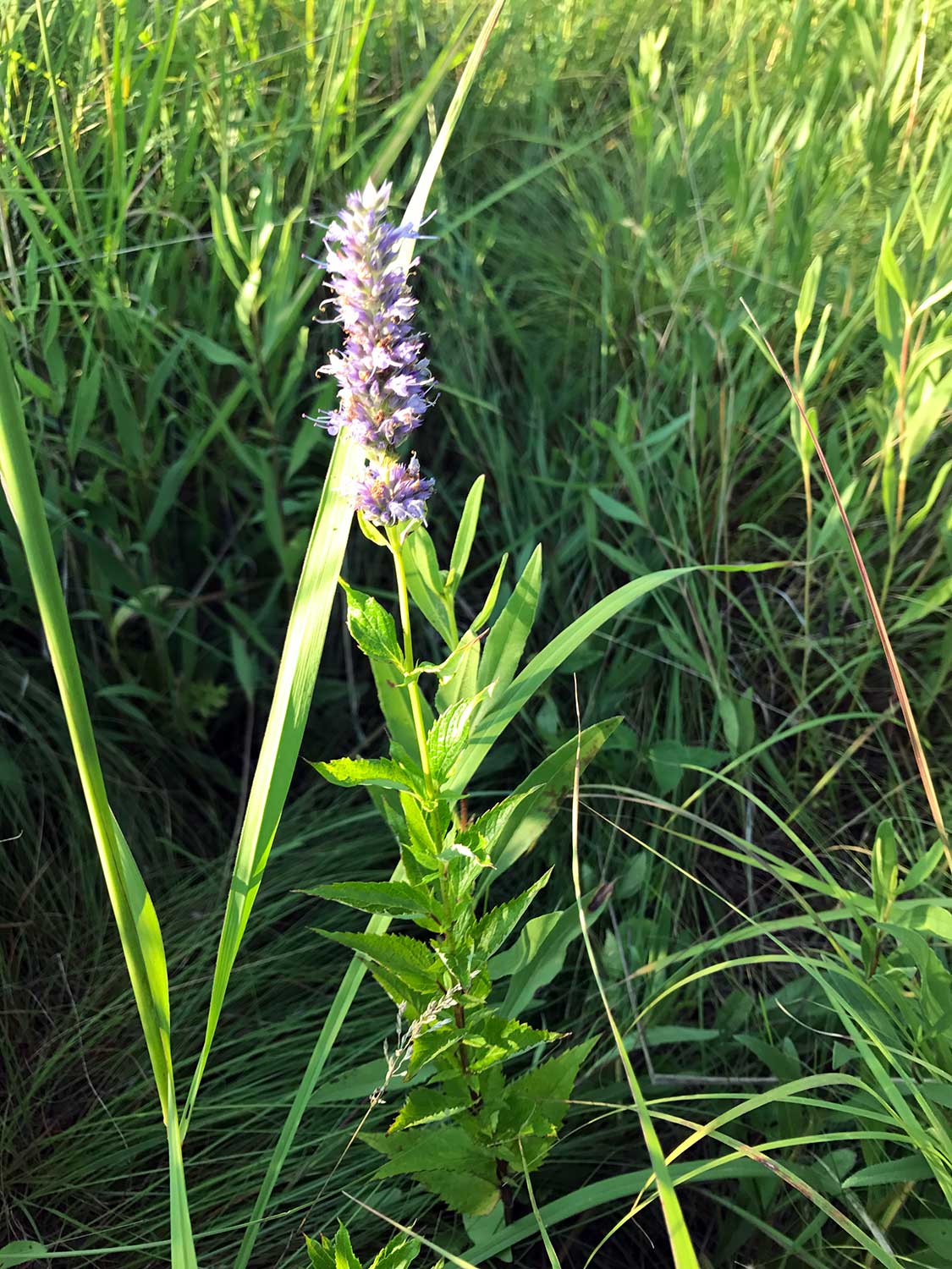 Blue Giant Hyssop – Agastache foeniculum