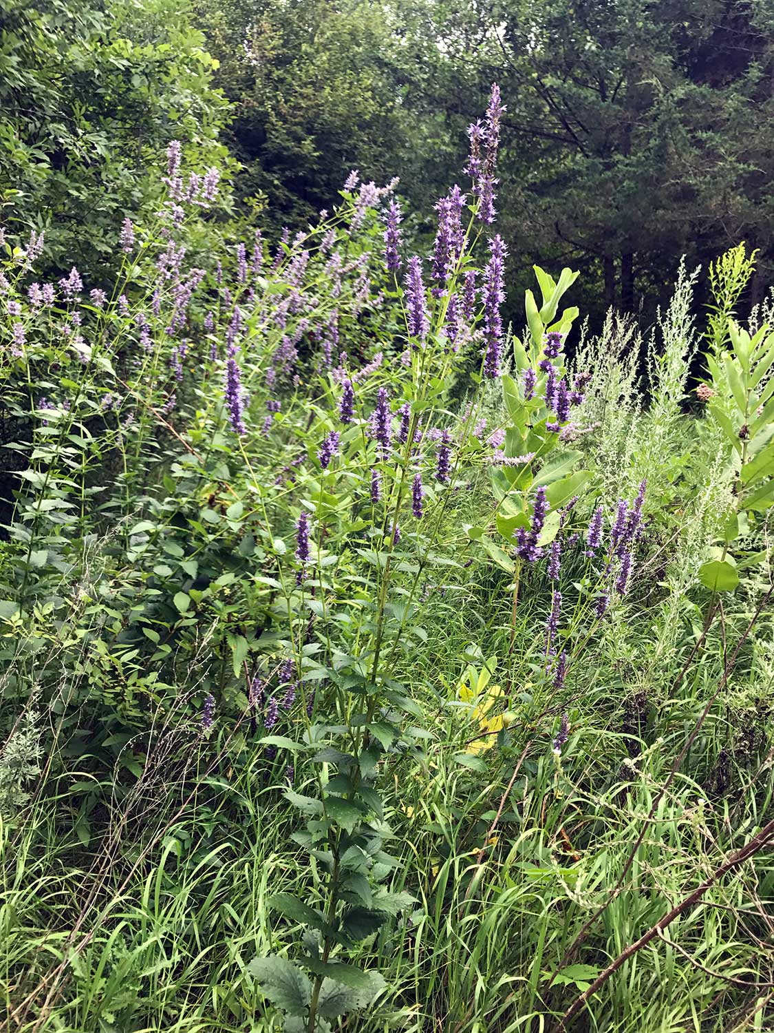 Purple Giant Hyssop – Agastache scrophulariifolia