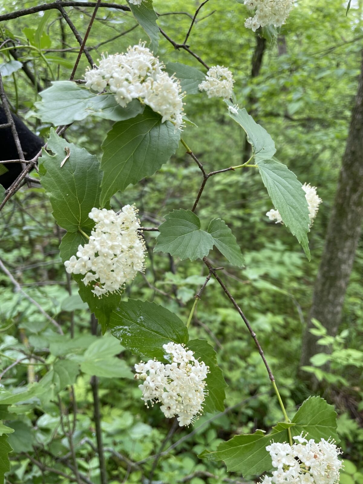 Downy Arrow-Wood – Viburnum rafinesquianum