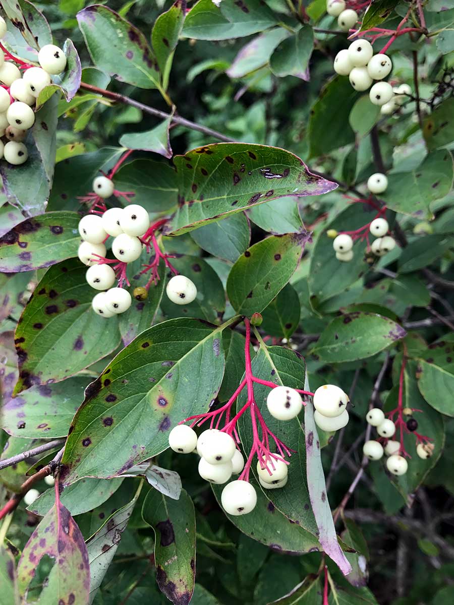 Gray Dogwood – Cornus racemosa