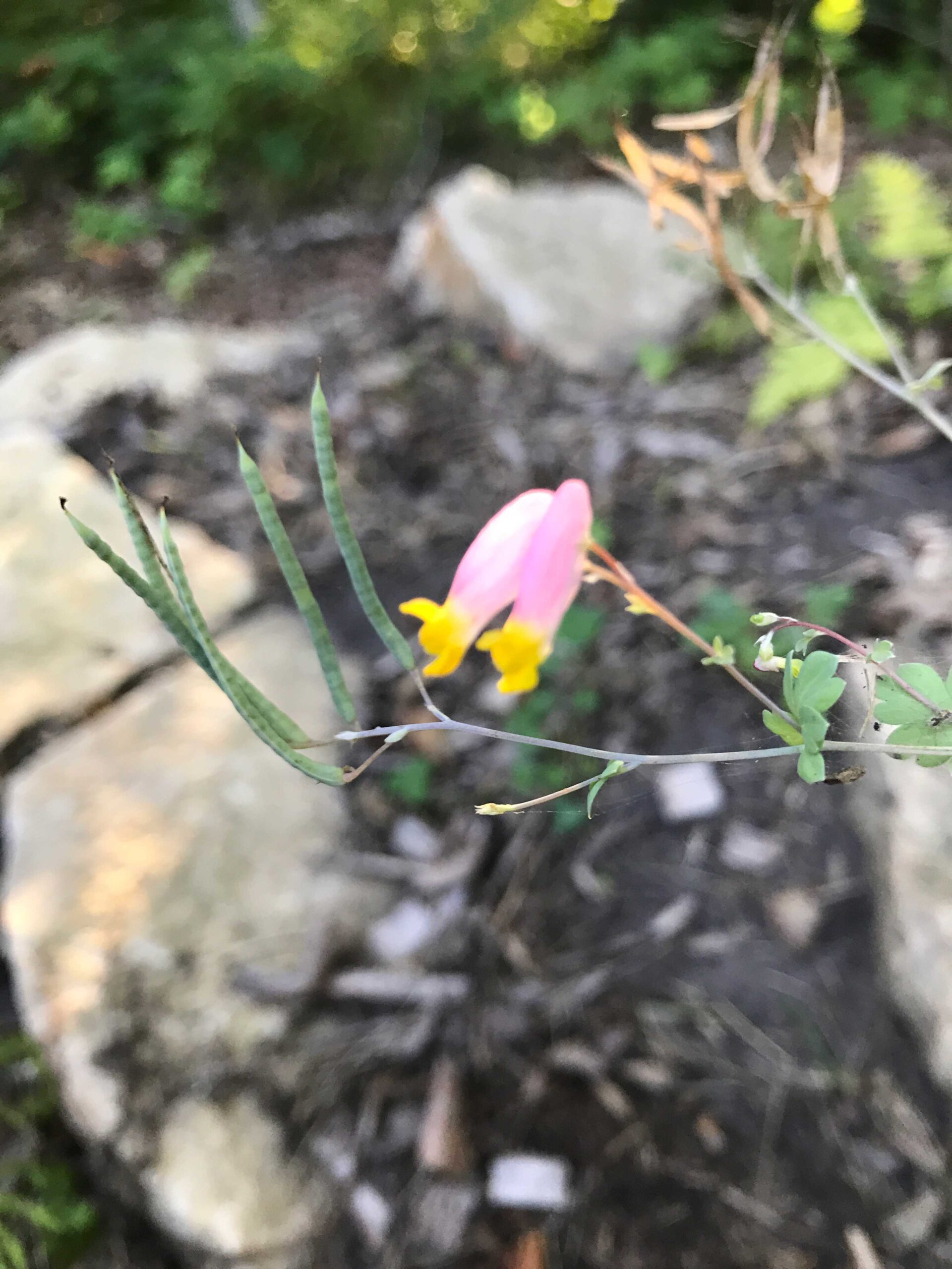 Pale Corydalis – Corydalis sempervirens