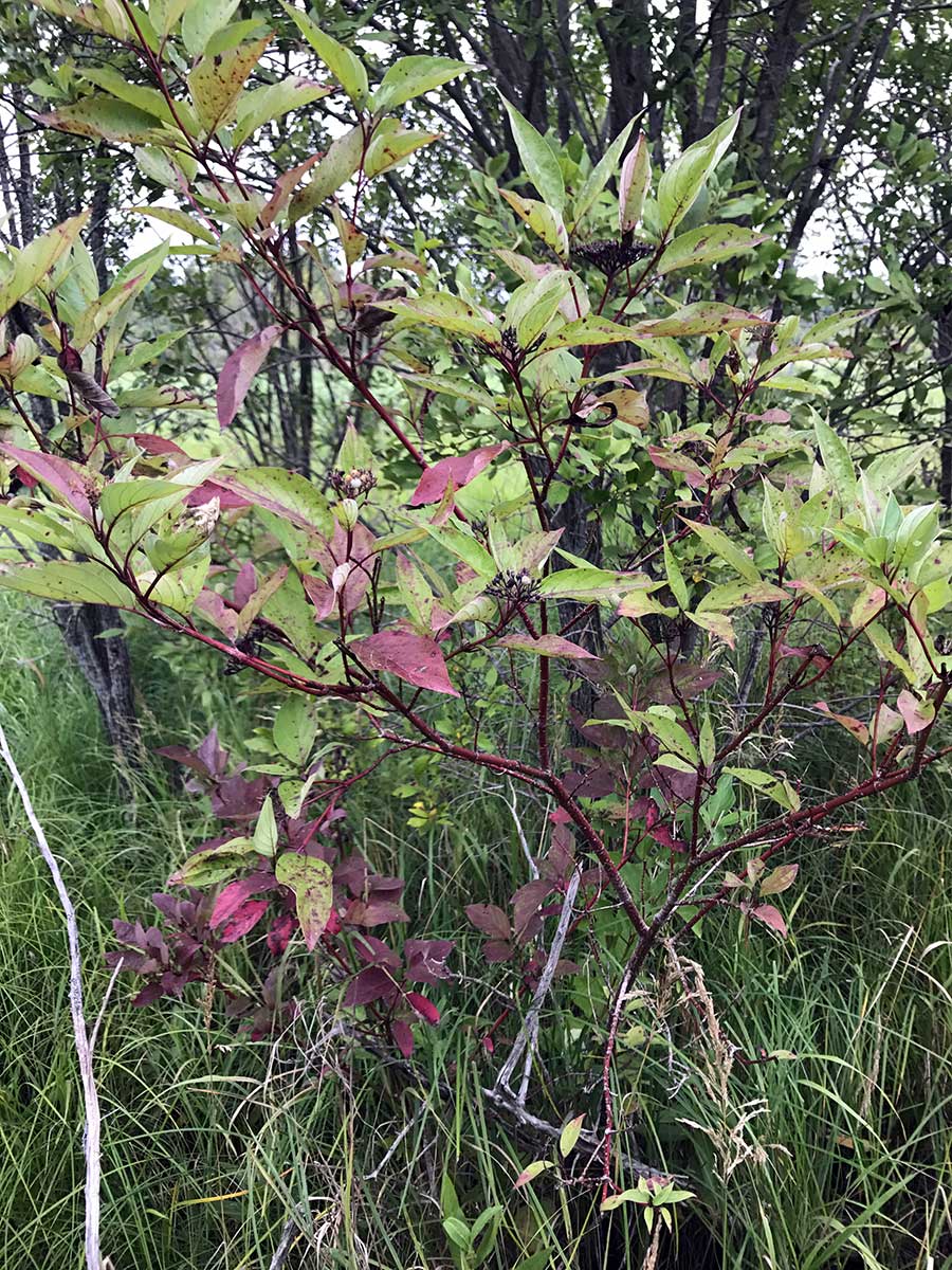 Red-Osier Dogwood – Cornus sericea