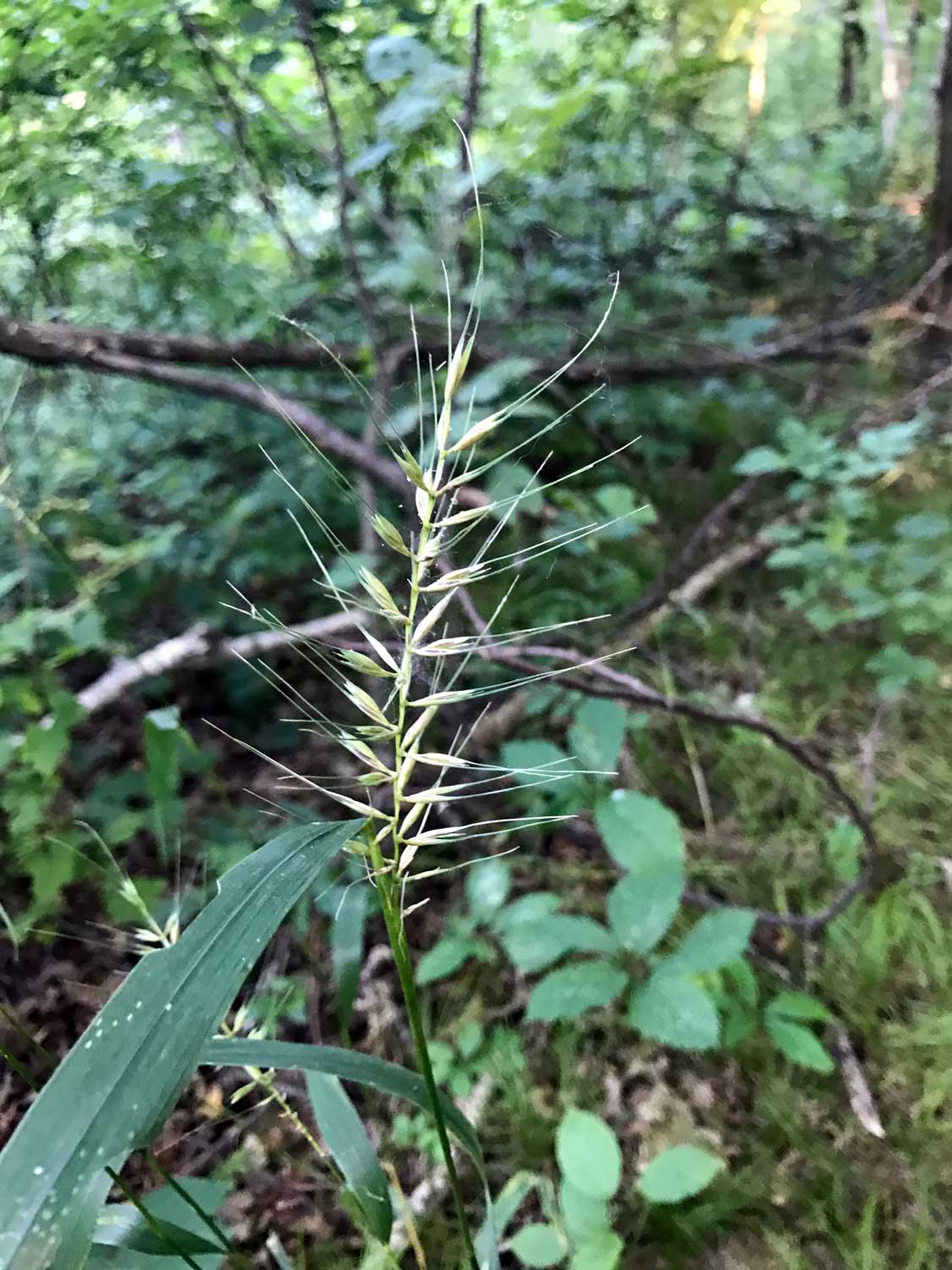 Bottlebrush Grass – Elymus hystrix