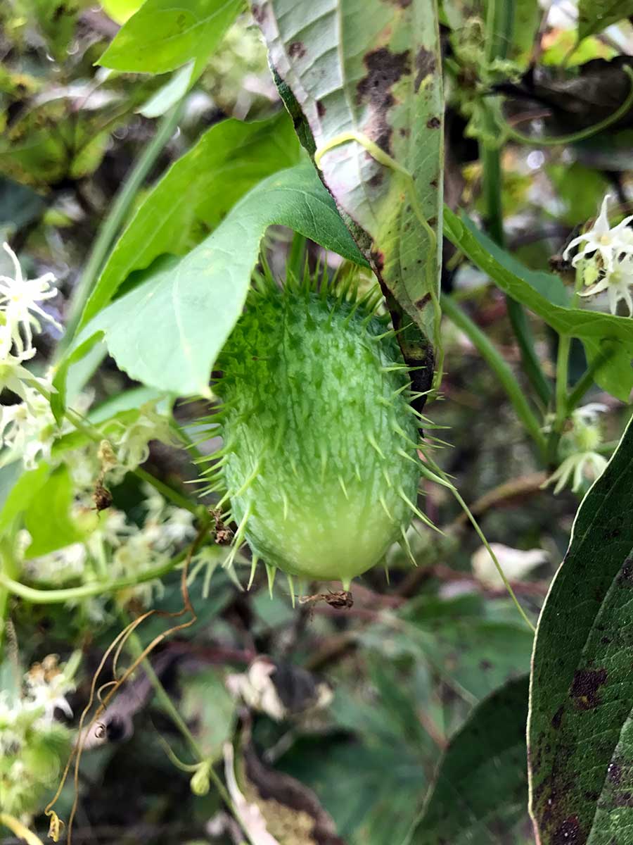 Wild Cucumber – Echinocystis lobata