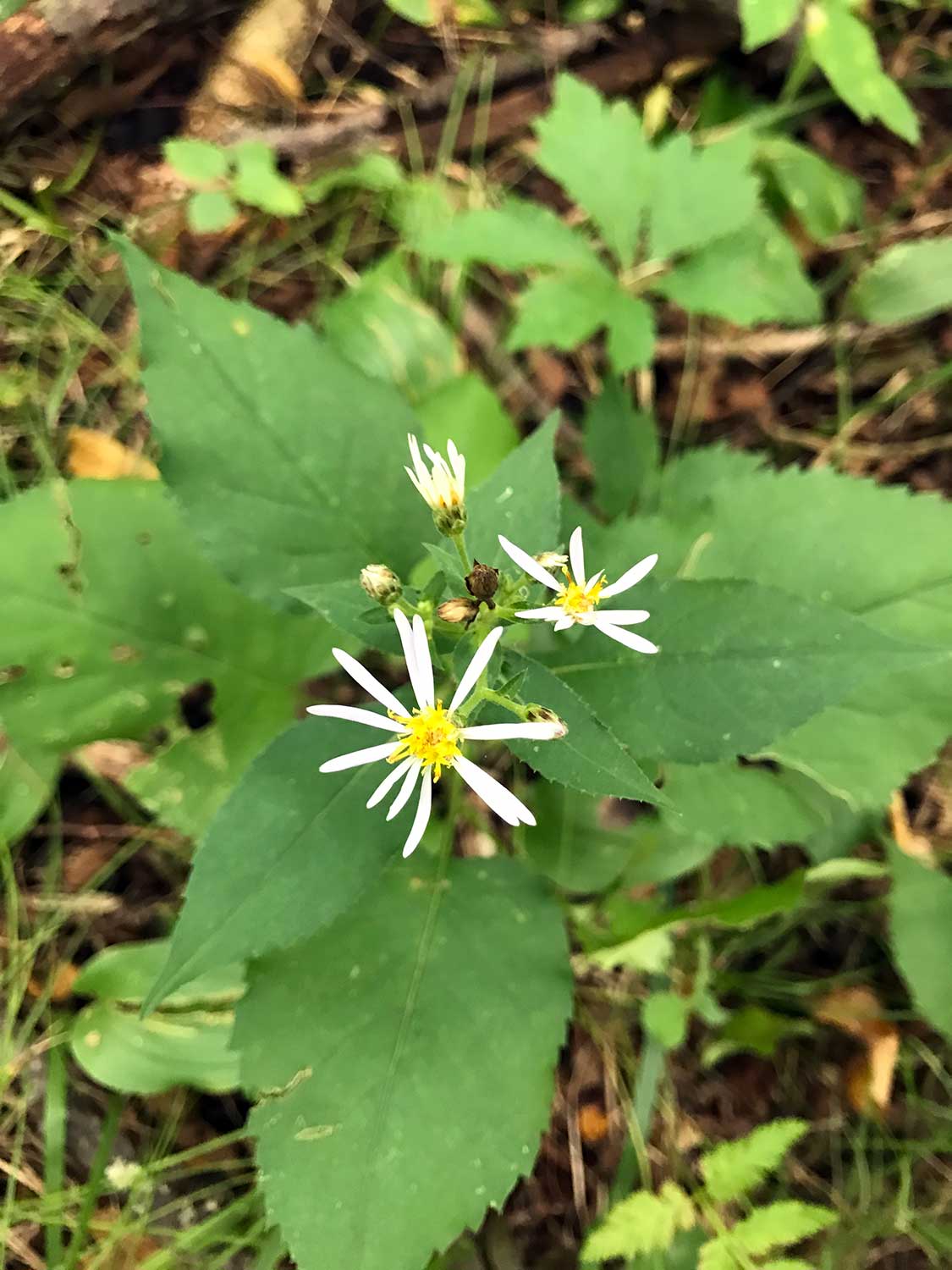 Broad-Leaved Aster – Eurybia macrophylla