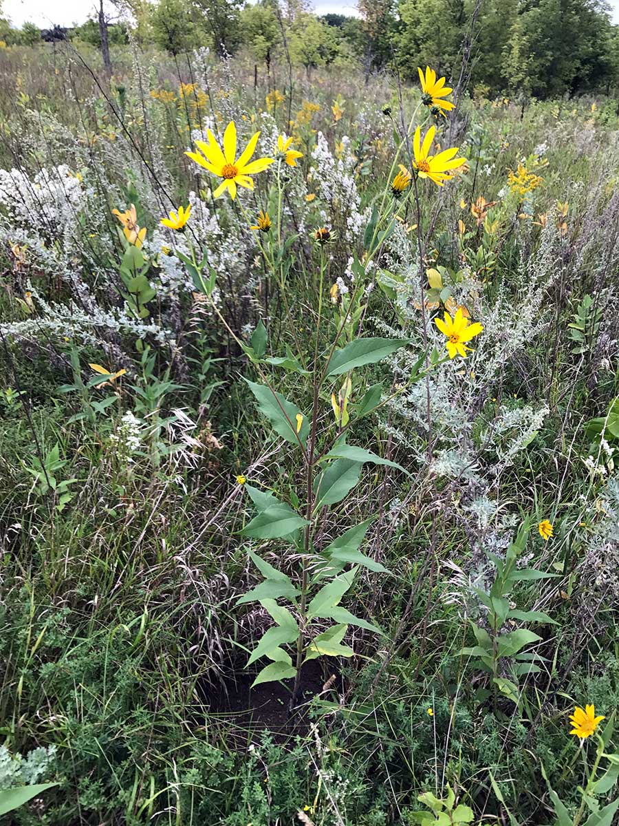 Giant Sunflower – Helianthus giganteus