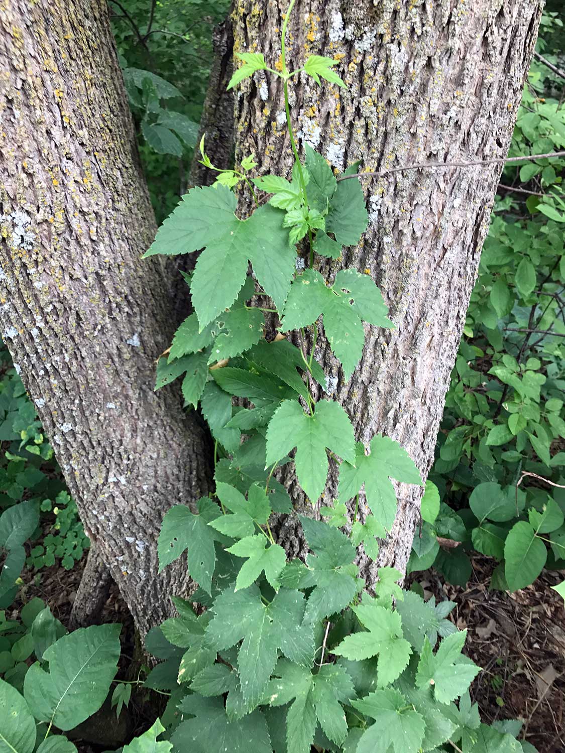 Common Hops – Humulus lupulus