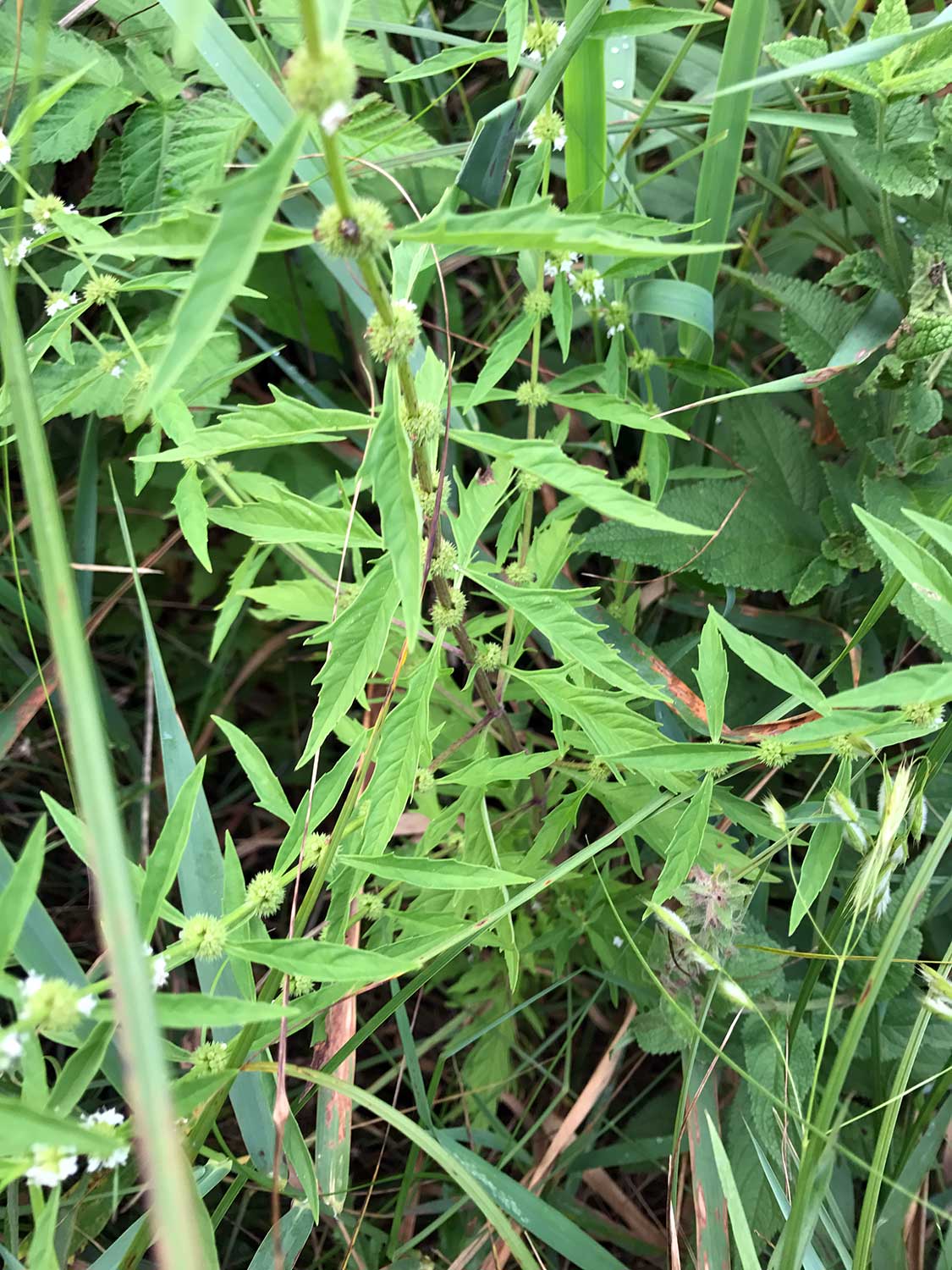 American Water Horehound – Lycopus americanus