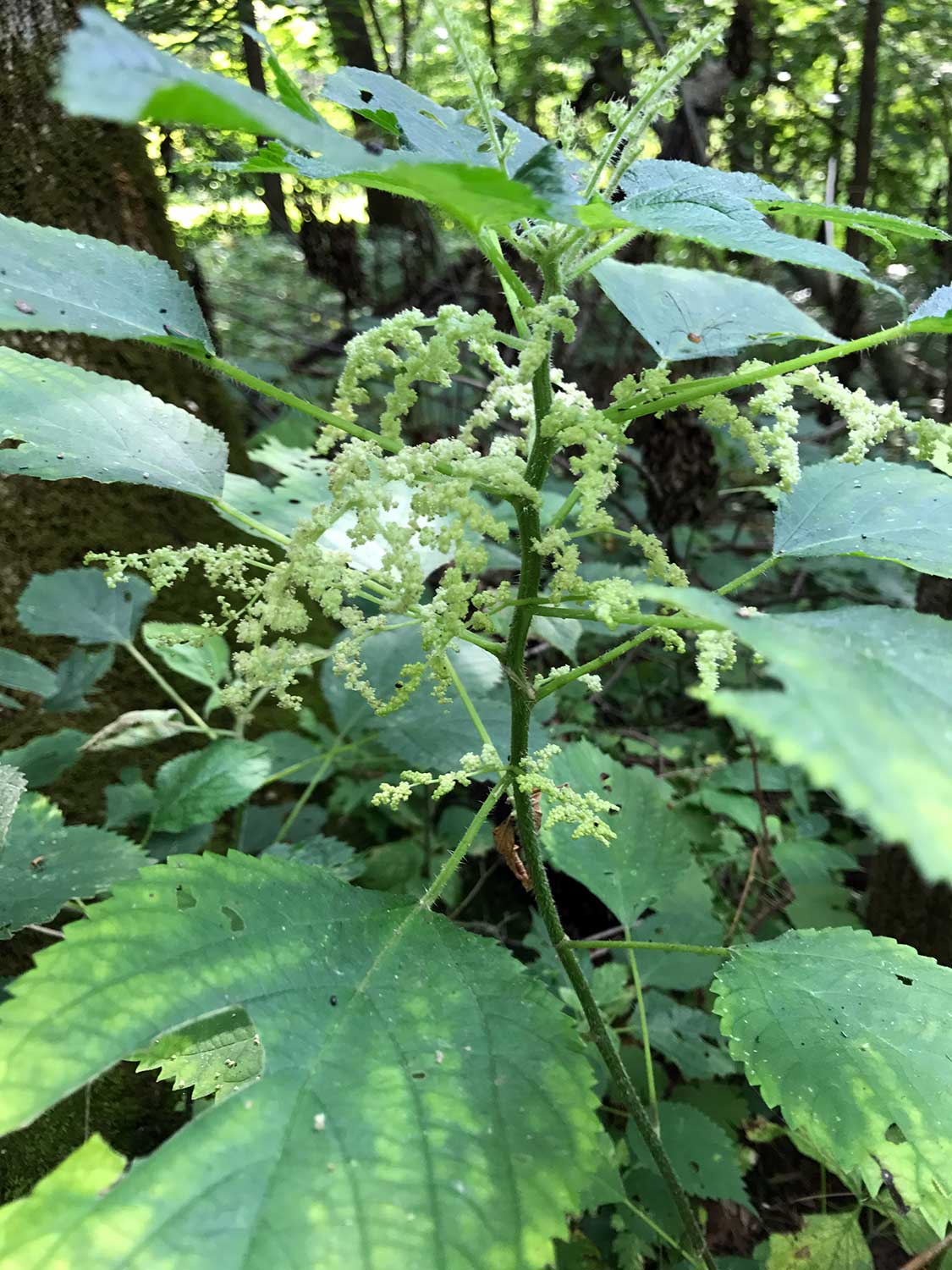 Giant Nettle – Laportea canadensis