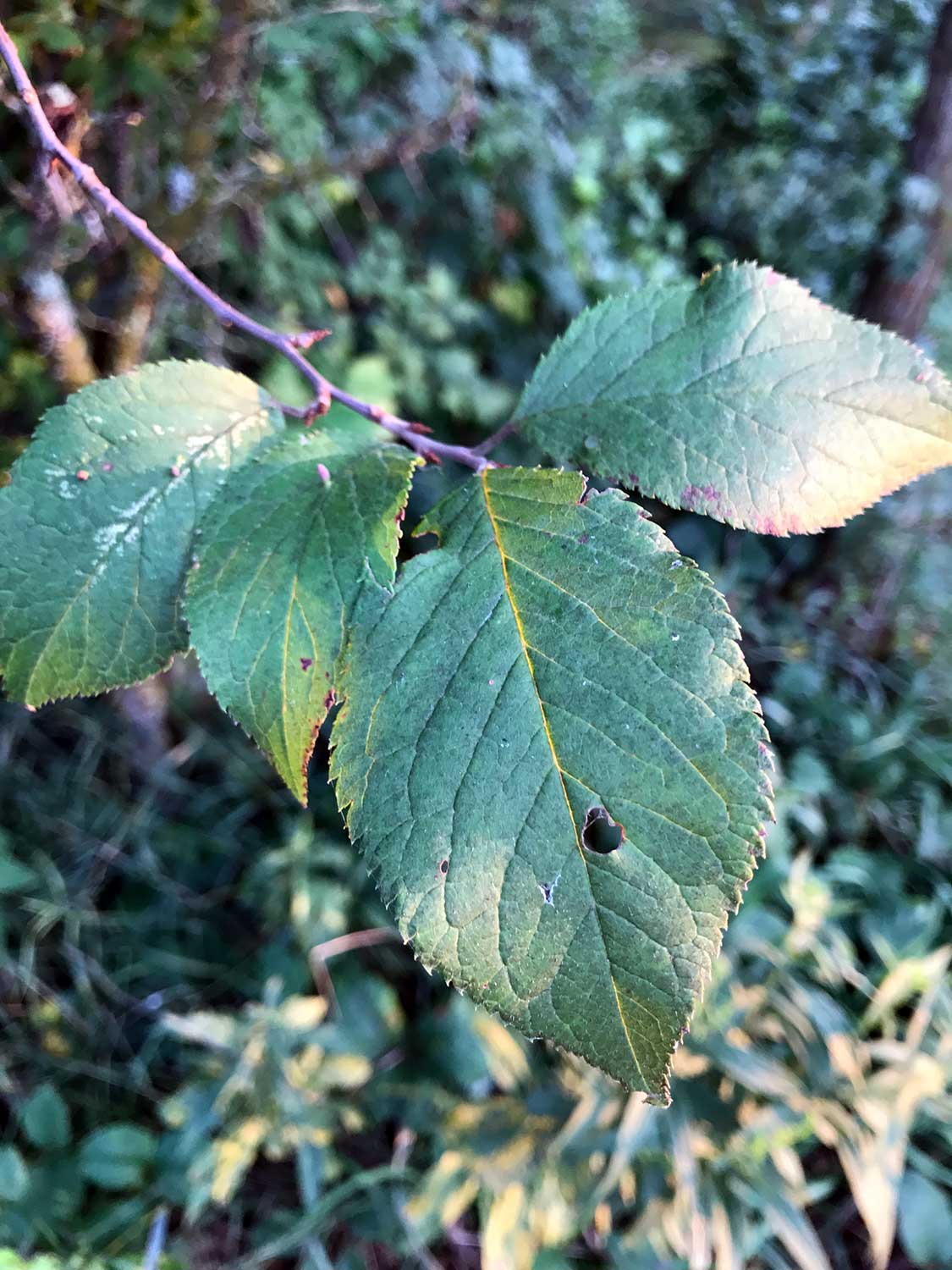 American Wild Plum – Prunus americana