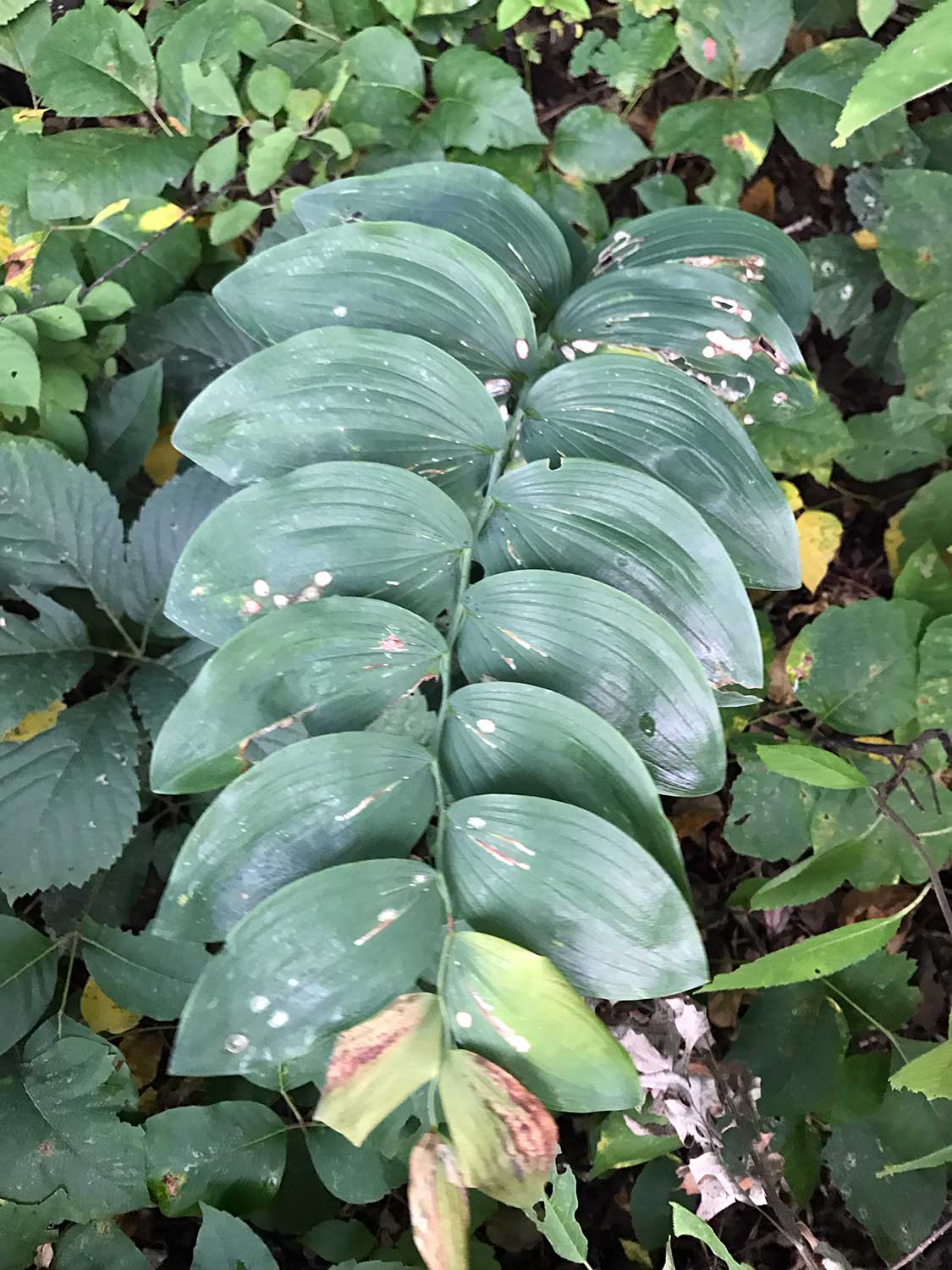 Smooth Solomon’s Seal – Polygonatum biflorum