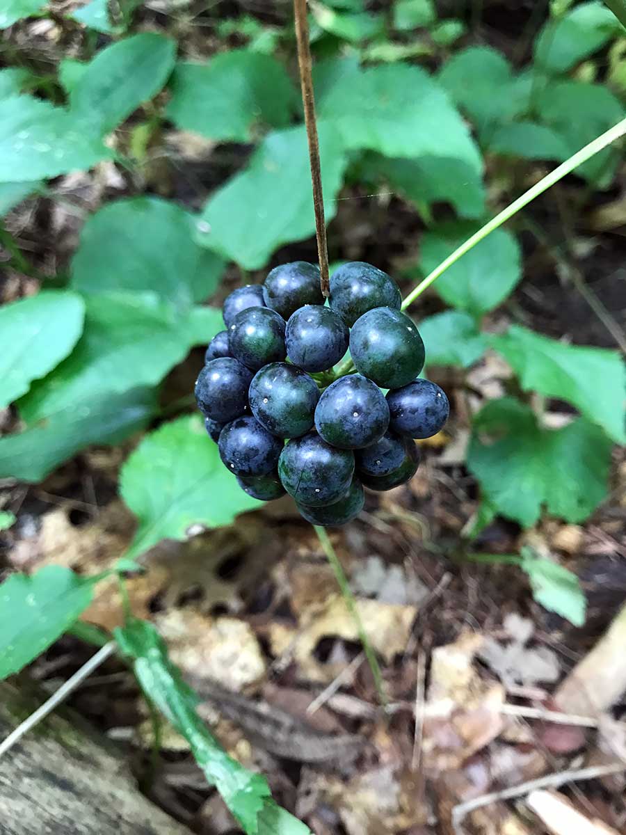 Blue Ridge Carrion Flower – Smilax lasioneura