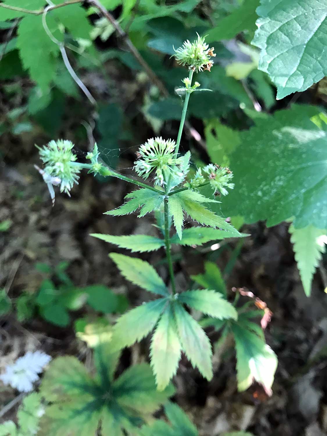 Maryland Black Snakeroot – Sanicula marilandica