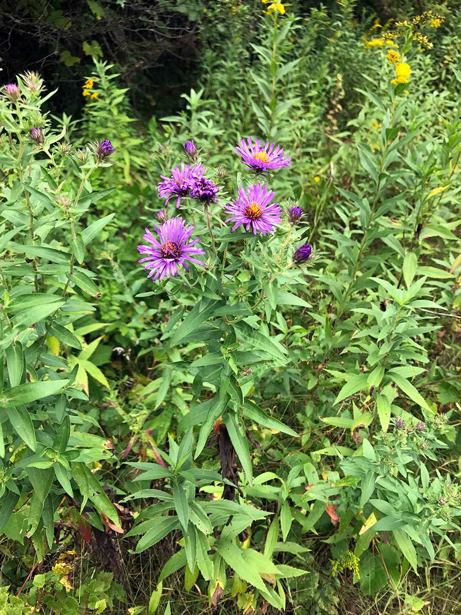 New England Aster – Symphyotrichum novae-angliae