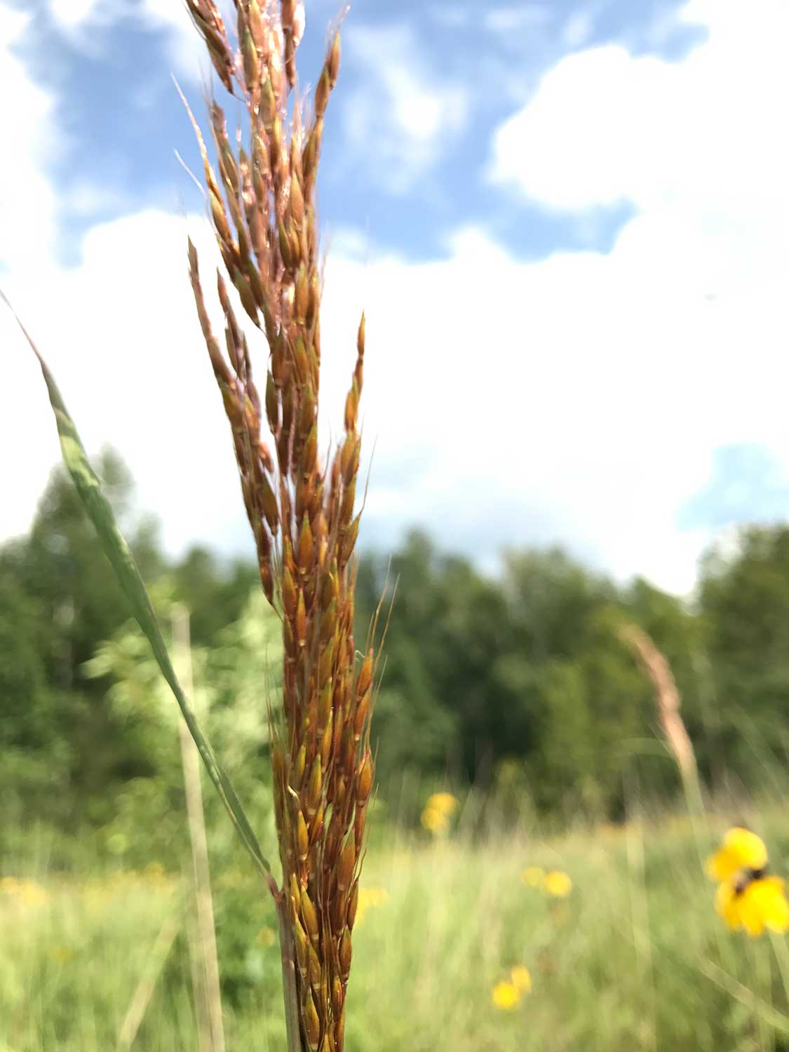 Indian Grass – Sorghastrum nutans