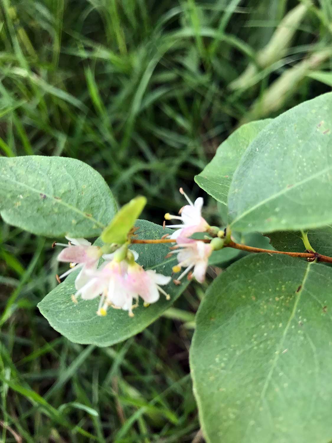 Wolfberry – Symphoricarpos occidentalis