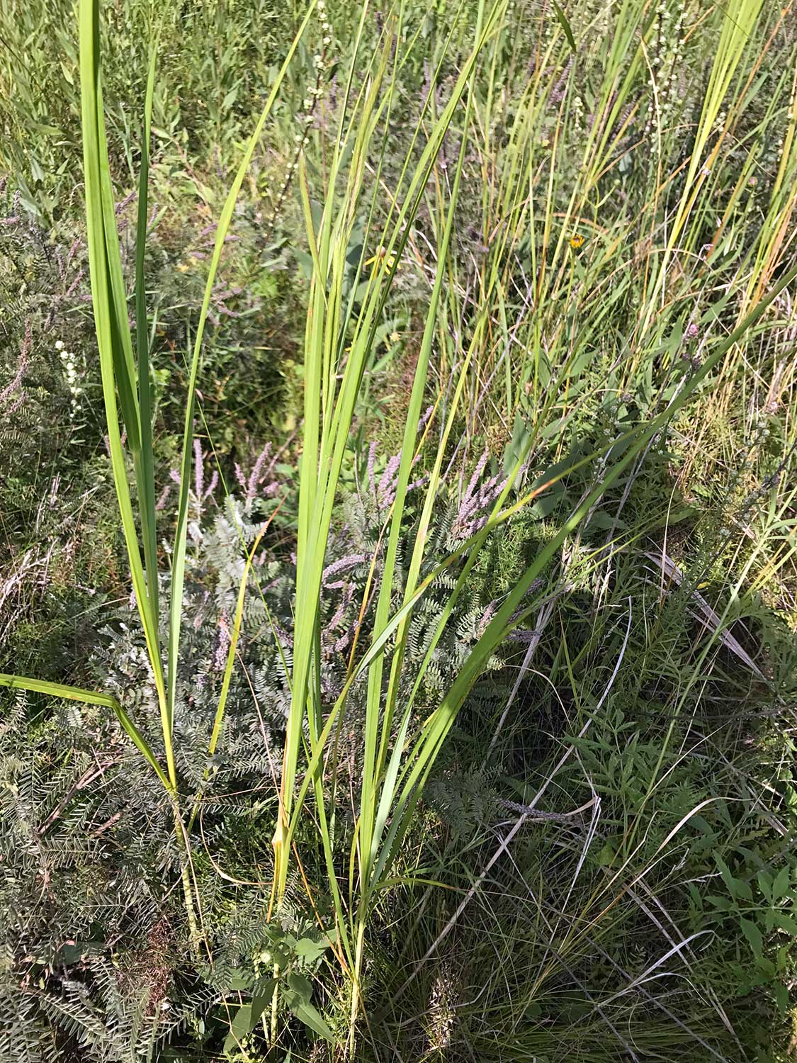 Indian Cord Grass – Spartina pectinata