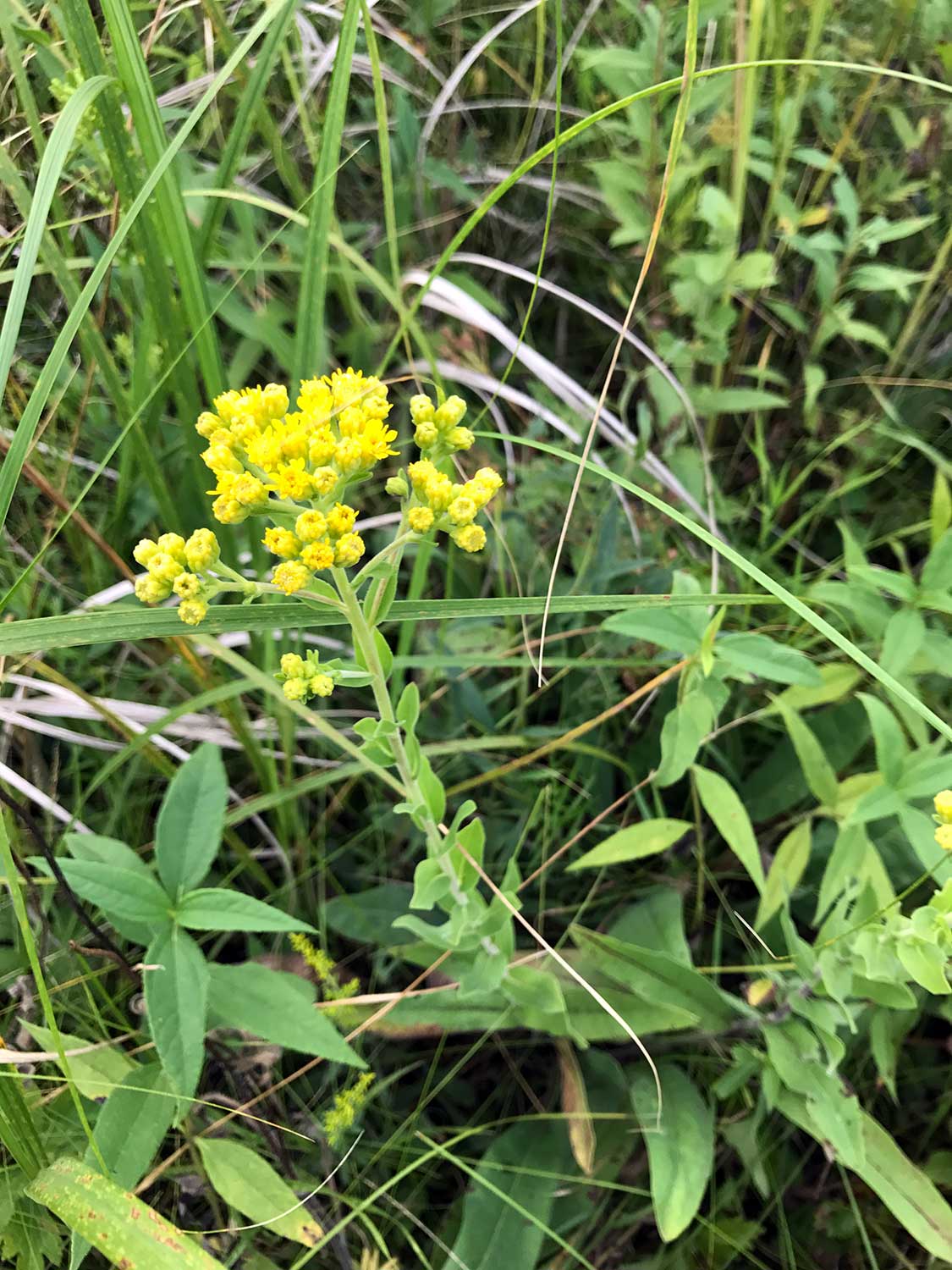 Stiff Goldenrod – Solidago rigida