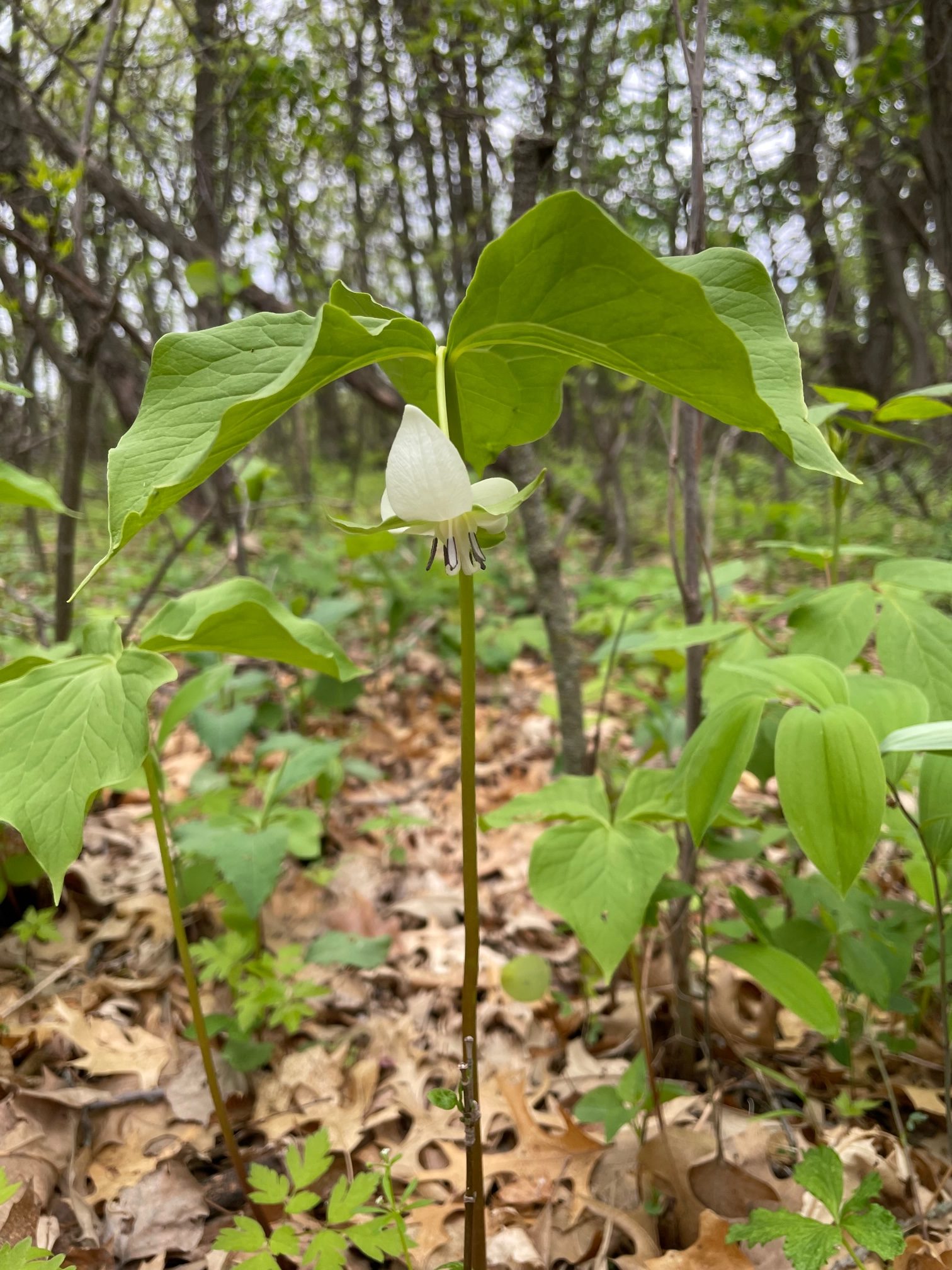 Nodding Trillium – Trillium cernuum