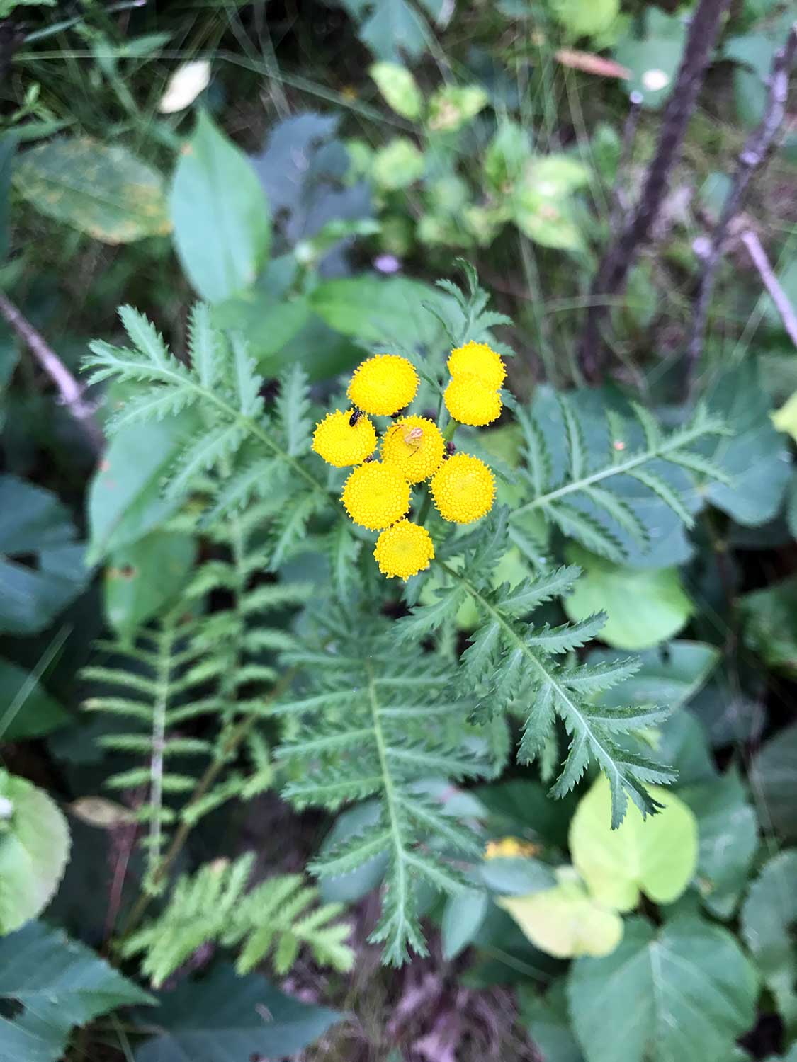 Common Tansy – Tanacetum vulgare