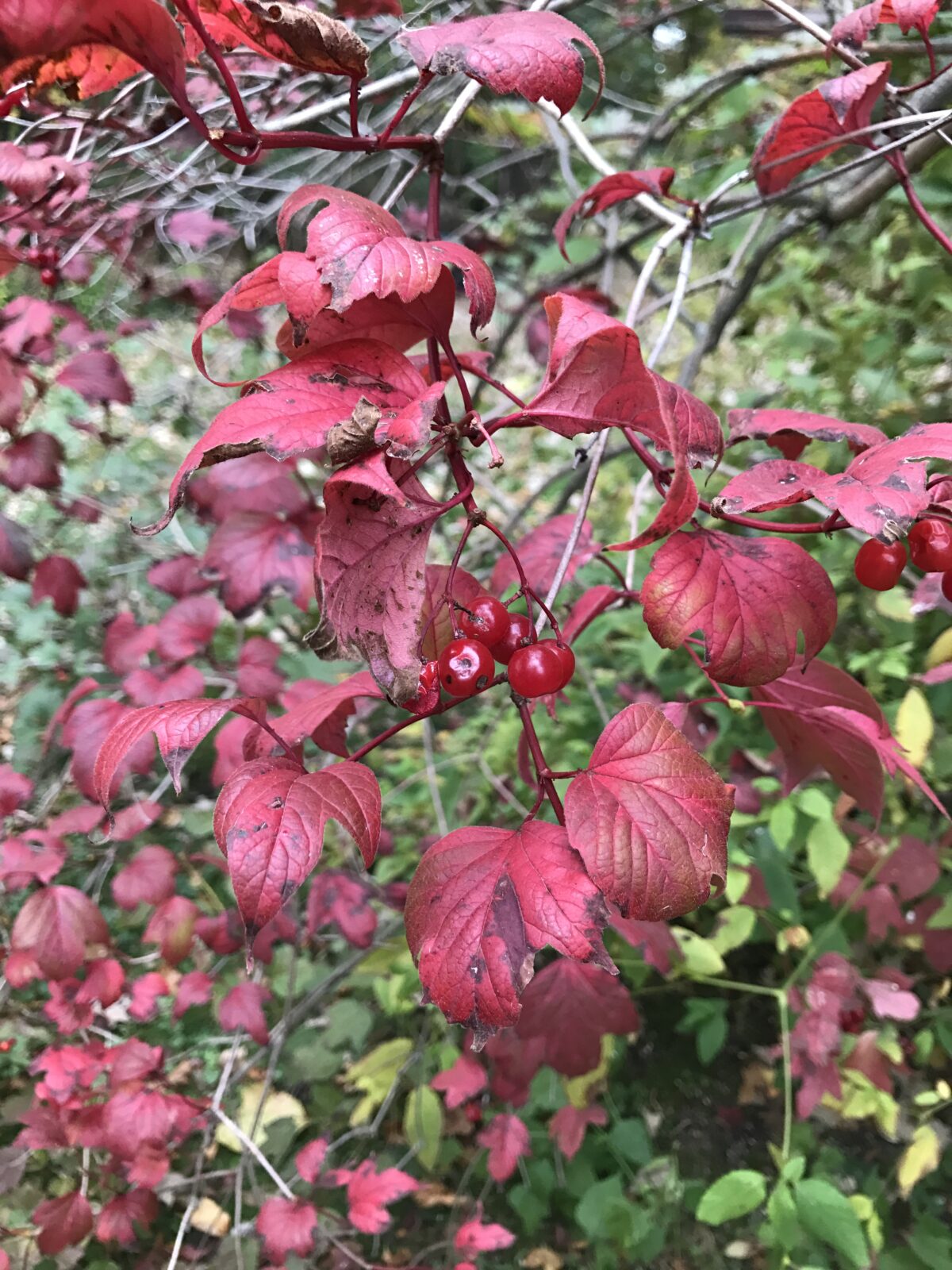 American Highbush Cranberry – Viburnum opulus var. americanum