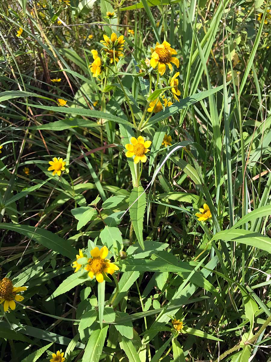 Nodding Beggarticks – Bidens cernua