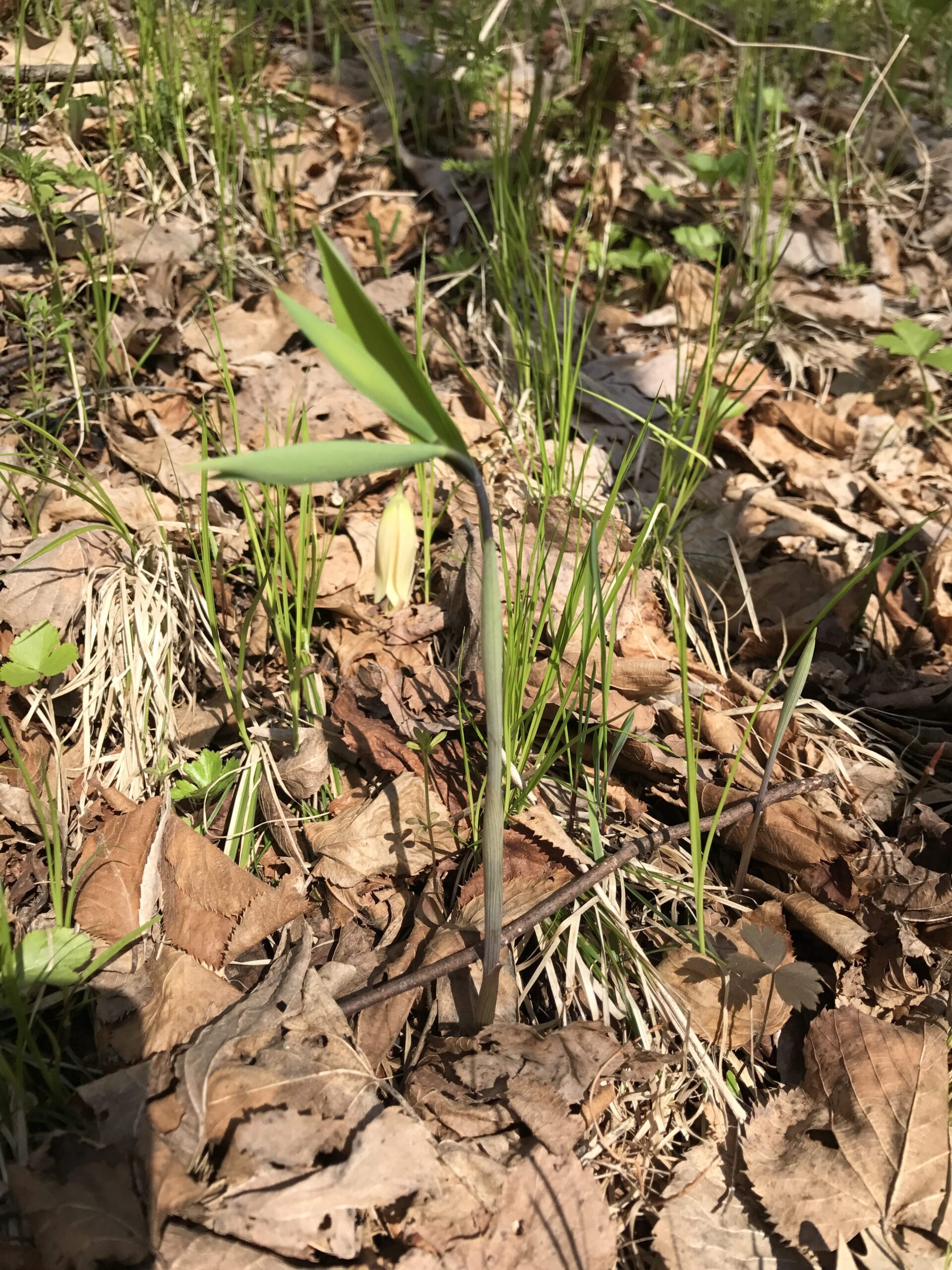 Wild Oats – Uvularia sessilifolia