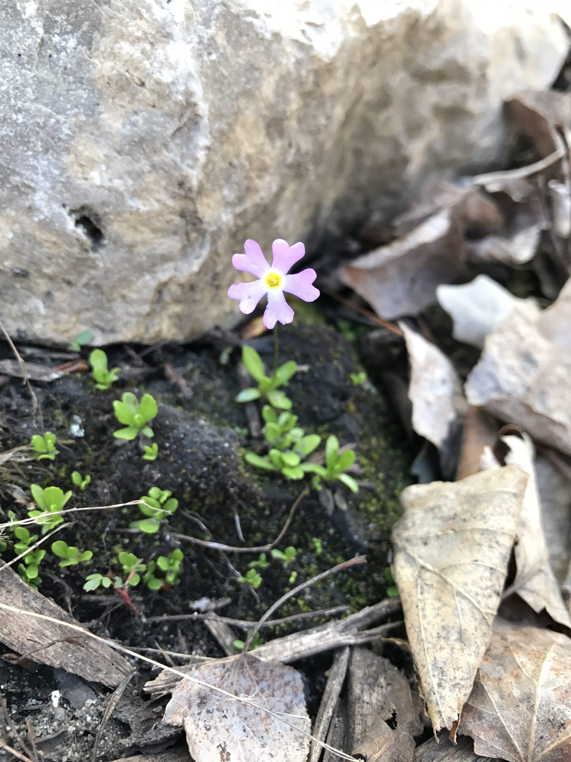 Dwarf Canadian Primrose – Primula mistassinica