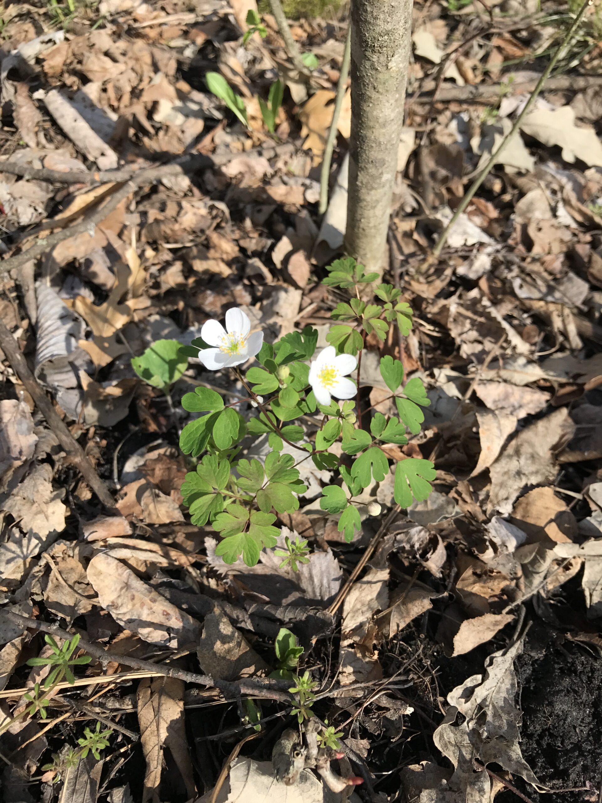 False Rue Anemone – Enemion biternatum