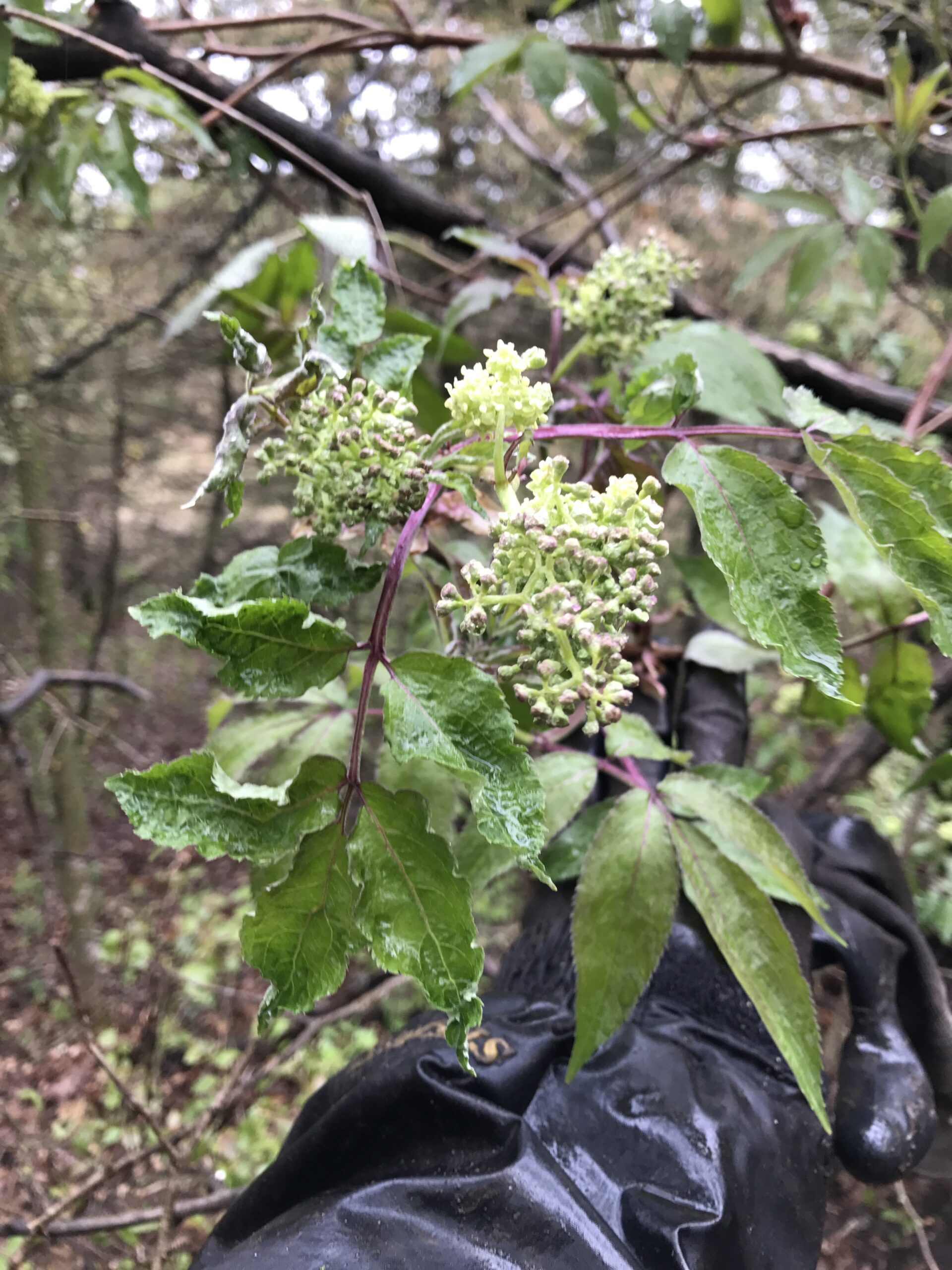 Red Elderberry – Sambucus racemosa